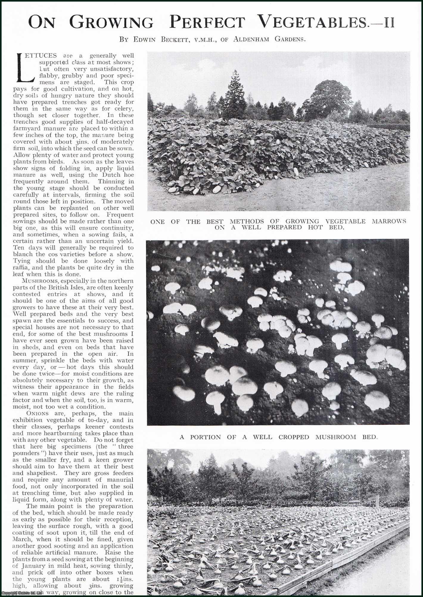 Edwin Beckett, V.M.H., of Aldenham Gardens. - Growing Perfect Vegetables. Several pictures and accompanying text, removed from an original issue of Country Life Magazine, 1926.