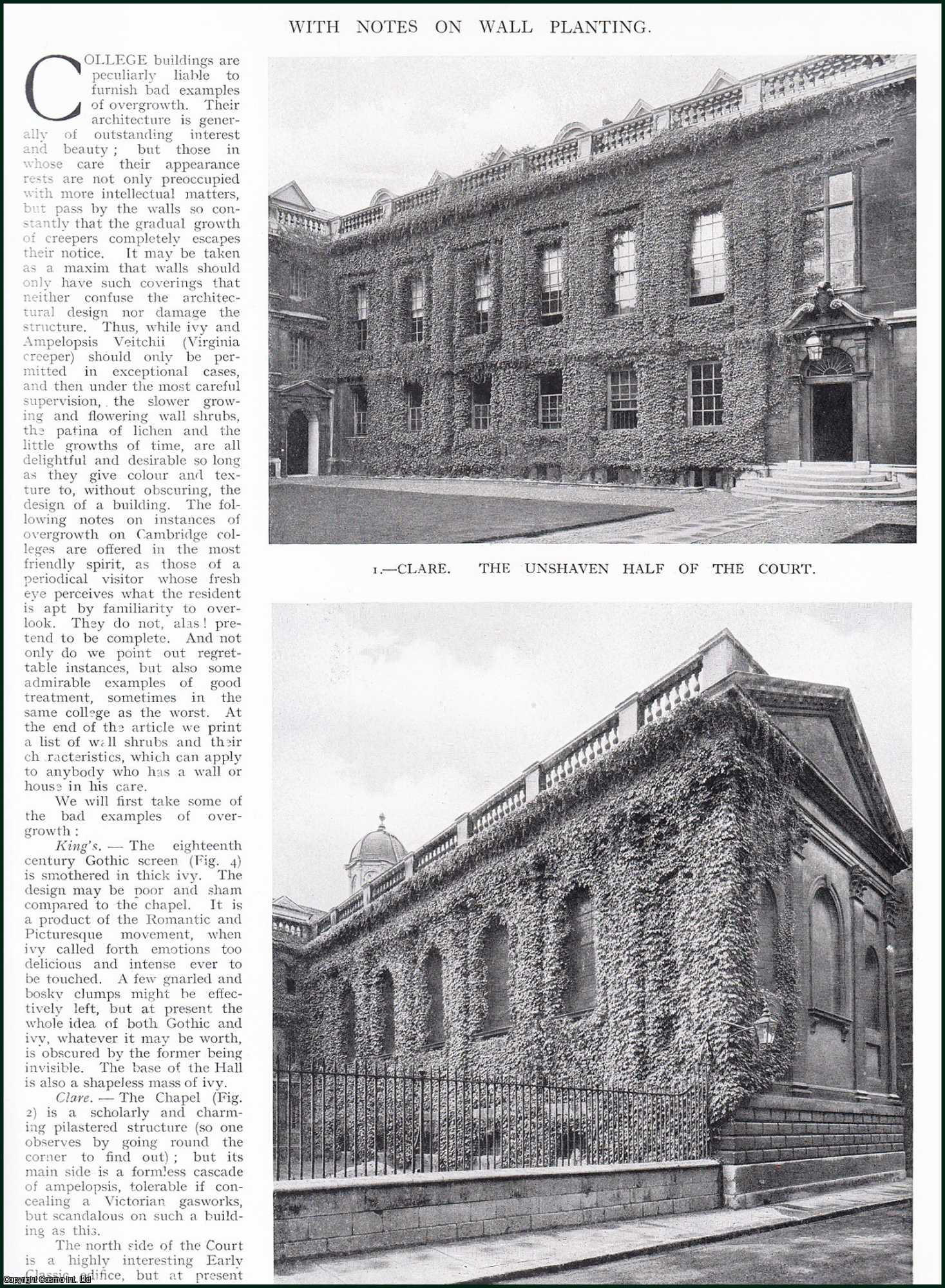 Country Life Magazine - Overgrowth on Cambridge Colleges. With notes on wall planting : Trinity ; Corpus ; Magdalene ; Peterhouse & more. Several pictures and accompanying text, removed from an original issue of Country Life Magazine, 1925.