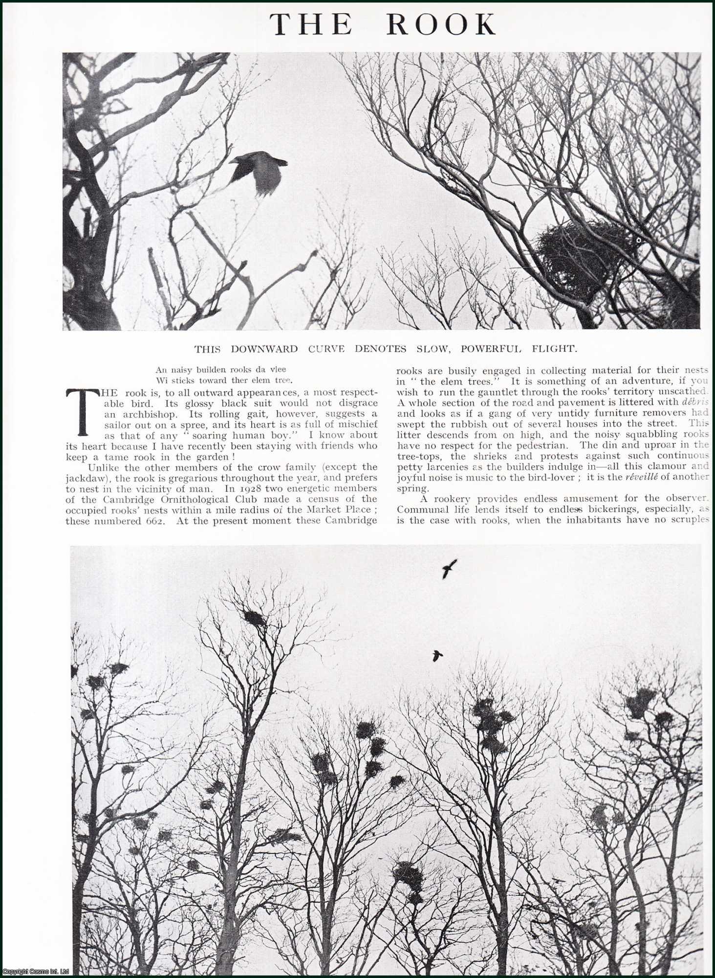 E.L. Turner - The Rook : Bird. Several pictures and accompanying text, removed from an original issue of Country Life Magazine, 1930.