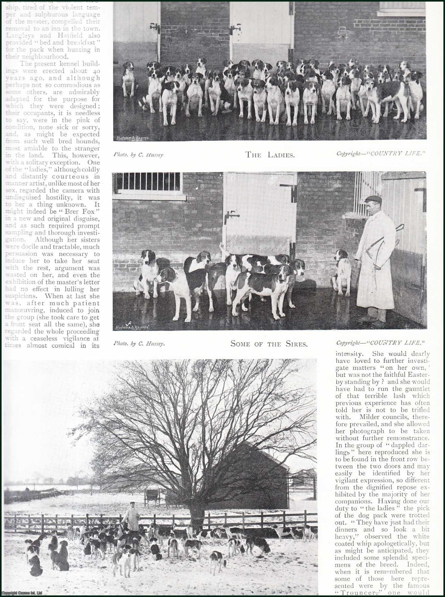 Country Life Magazine - The Essex Hounds. Several pictures and accompanying text, removed from an original issue of Country Life Magazine, 1897.