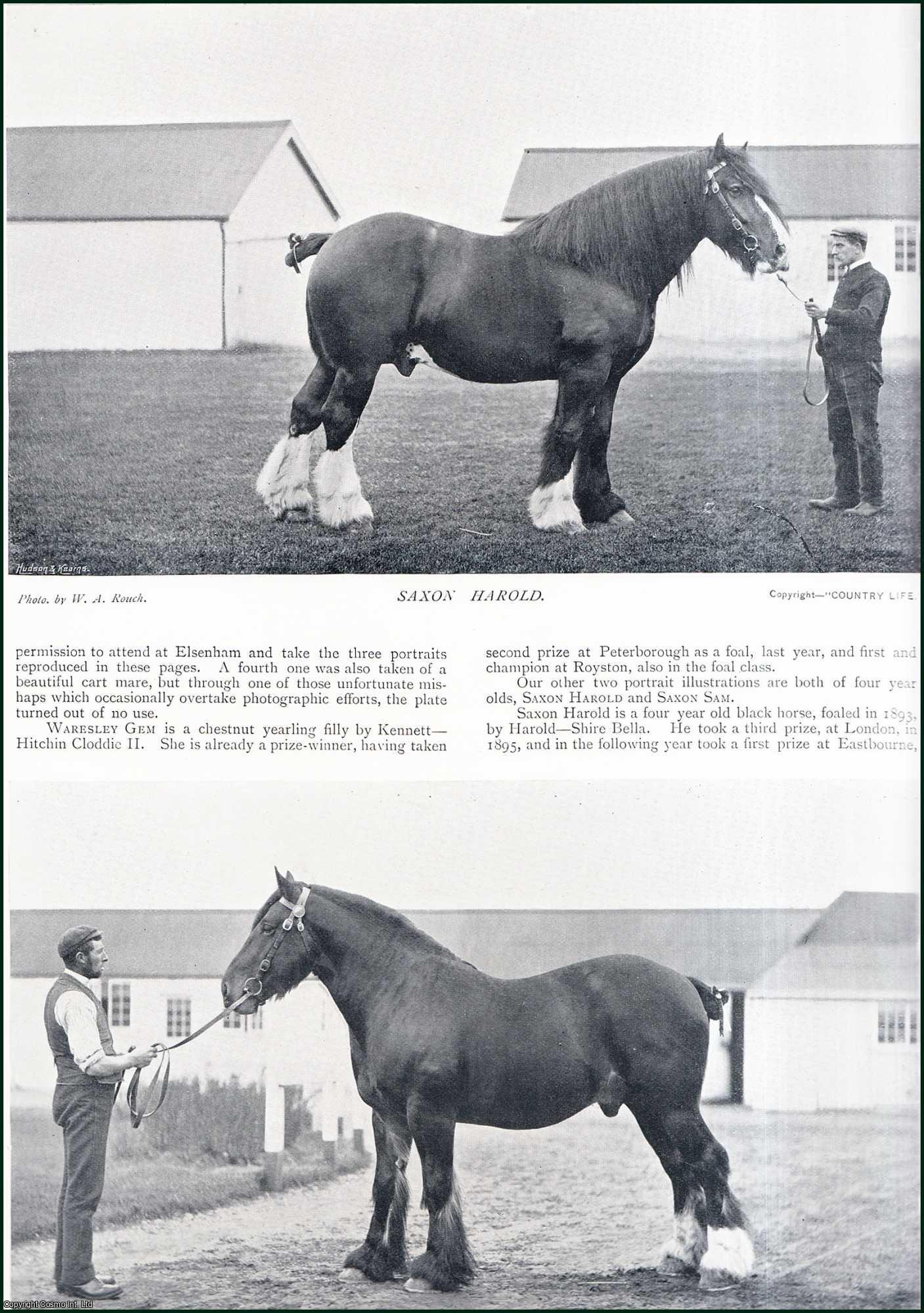 Country Life Magazine - The Sledmere Stud : horse breeding. Several pictures and accompanying text, removed from an original issue of Country Life Magazine, 1897.