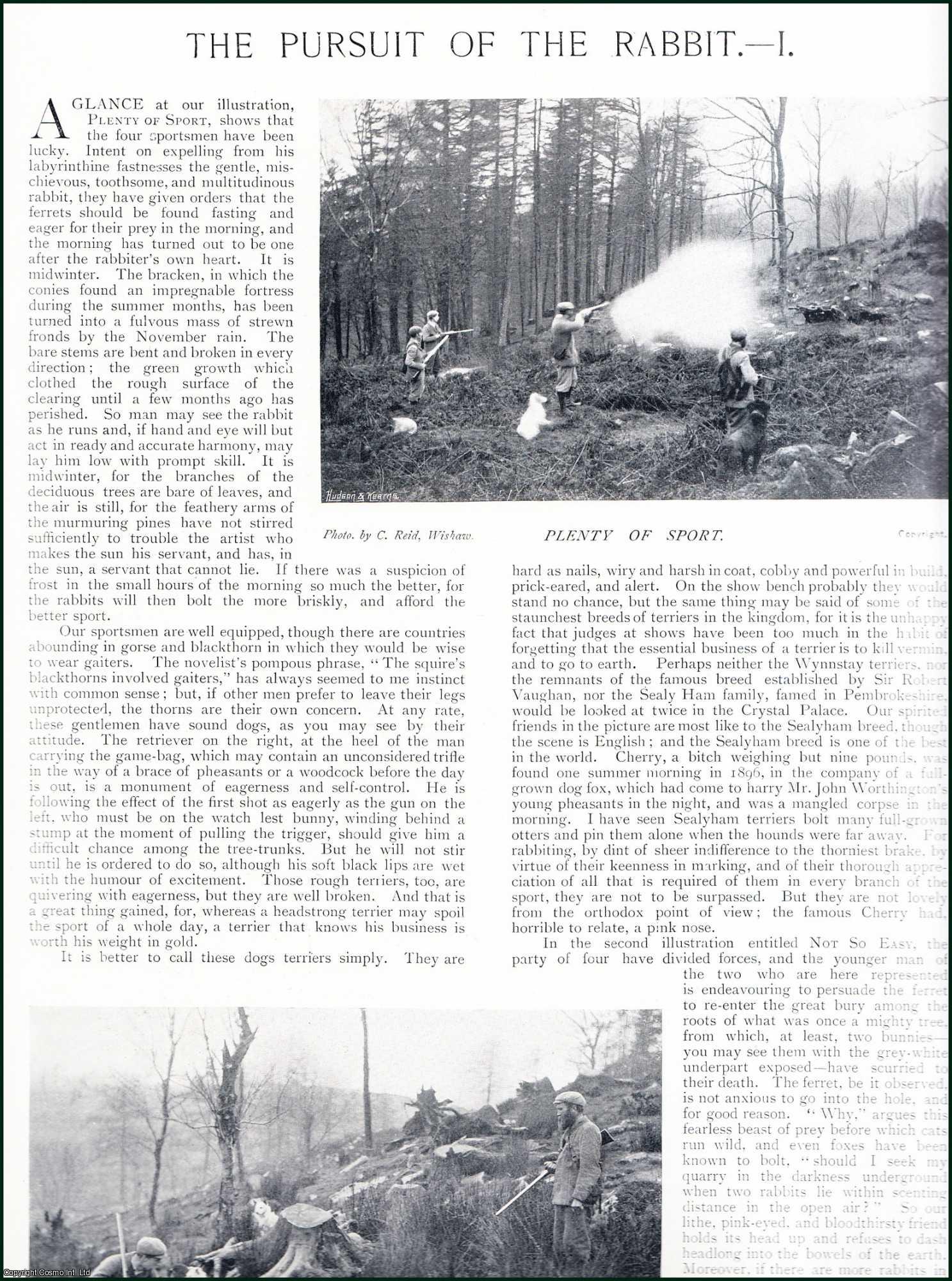 Country Life Magazine - The Persuit of the Rabbit : hunting. Several pictures and accompanying text, removed from an original issue of Country Life Magazine, 1897.