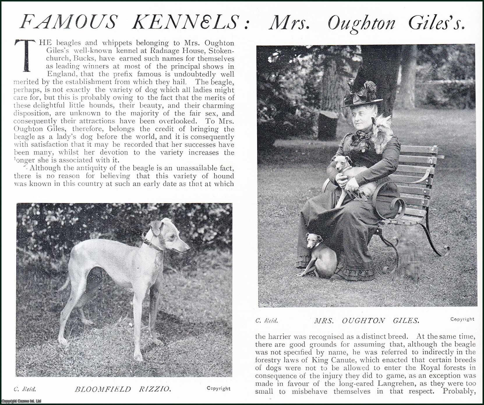 Country Life Magazine - Mrs. Oughton Giles's Famous Dog Kennels. Several pictures and accompanying text, removed from an original issue of Country Life Magazine, 1900.