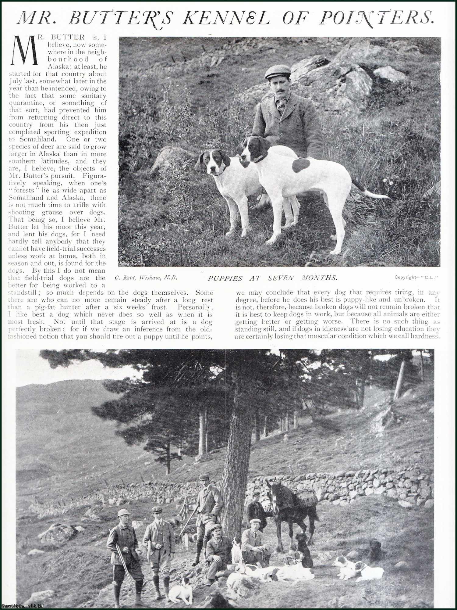 Country Life Magazine - Mr. Butter's Dog Kennel of Pointers. Several pictures and accompanying text, removed from an original issue of Country Life Magazine, 1900.