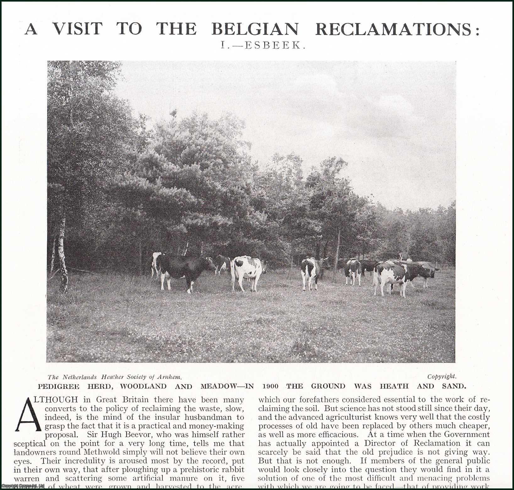Country Life Magazine - A Visit to the Belgian Reclamations : Esbeek. Several pictures and accompanying text, removed from an original issue of Country Life Magazine, 1919.