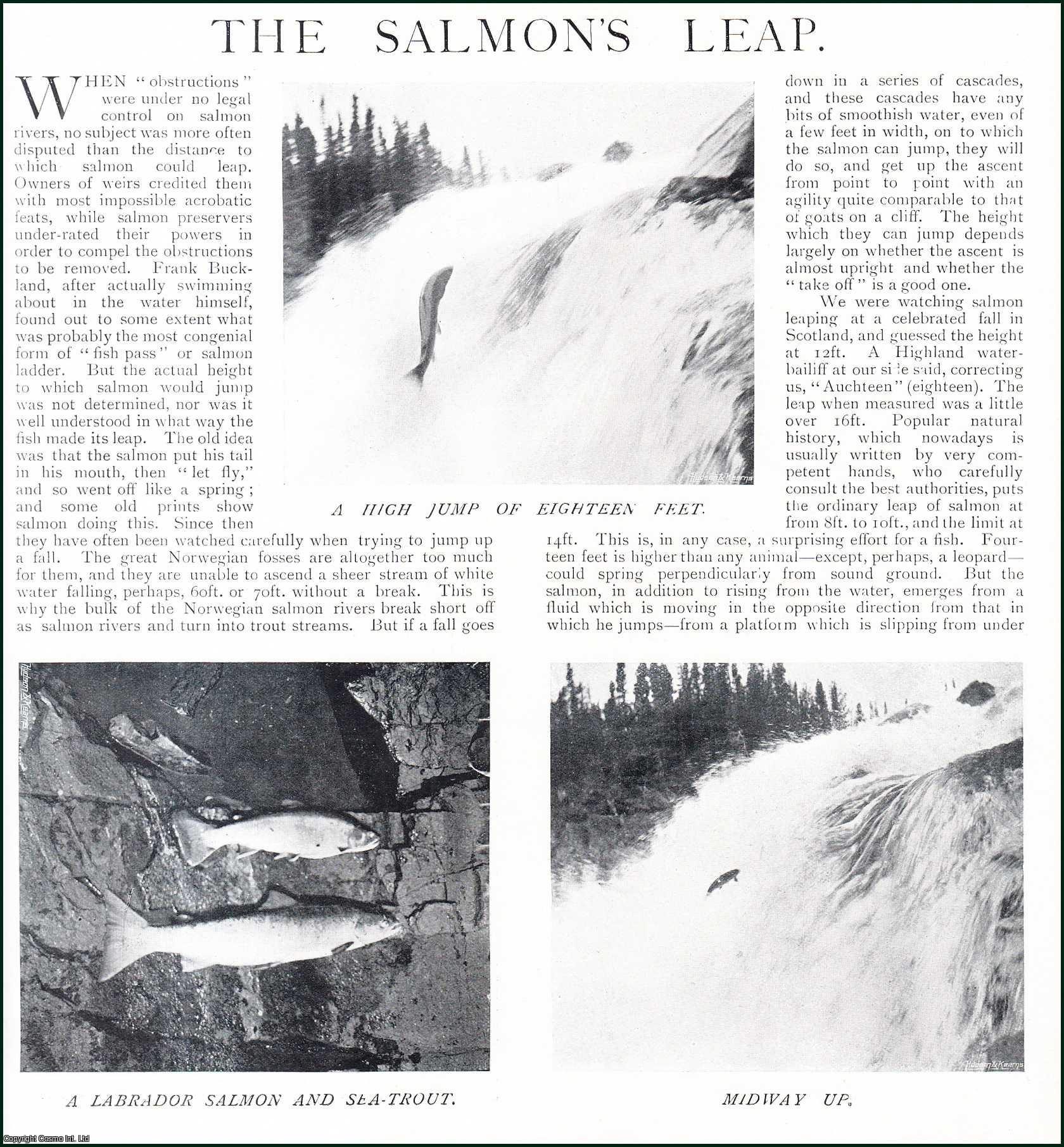 Country Life Magazine - The Salmon's Leap : the White Bear River, a Salmon Stream in Labrador. Several pictures and accompanying text, removed from an original issue of Country Life Magazine, 1899.