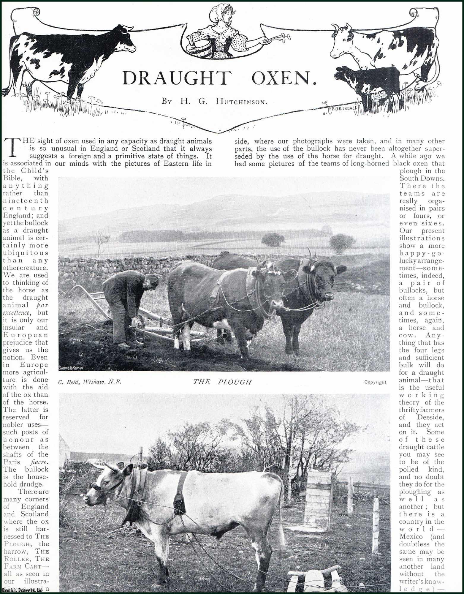 H.G. Hutchinson - Draught Oxen used to Aid in Work or Labor. Several pictures and accompanying text, removed from an original issue of Country Life Magazine, 1899.