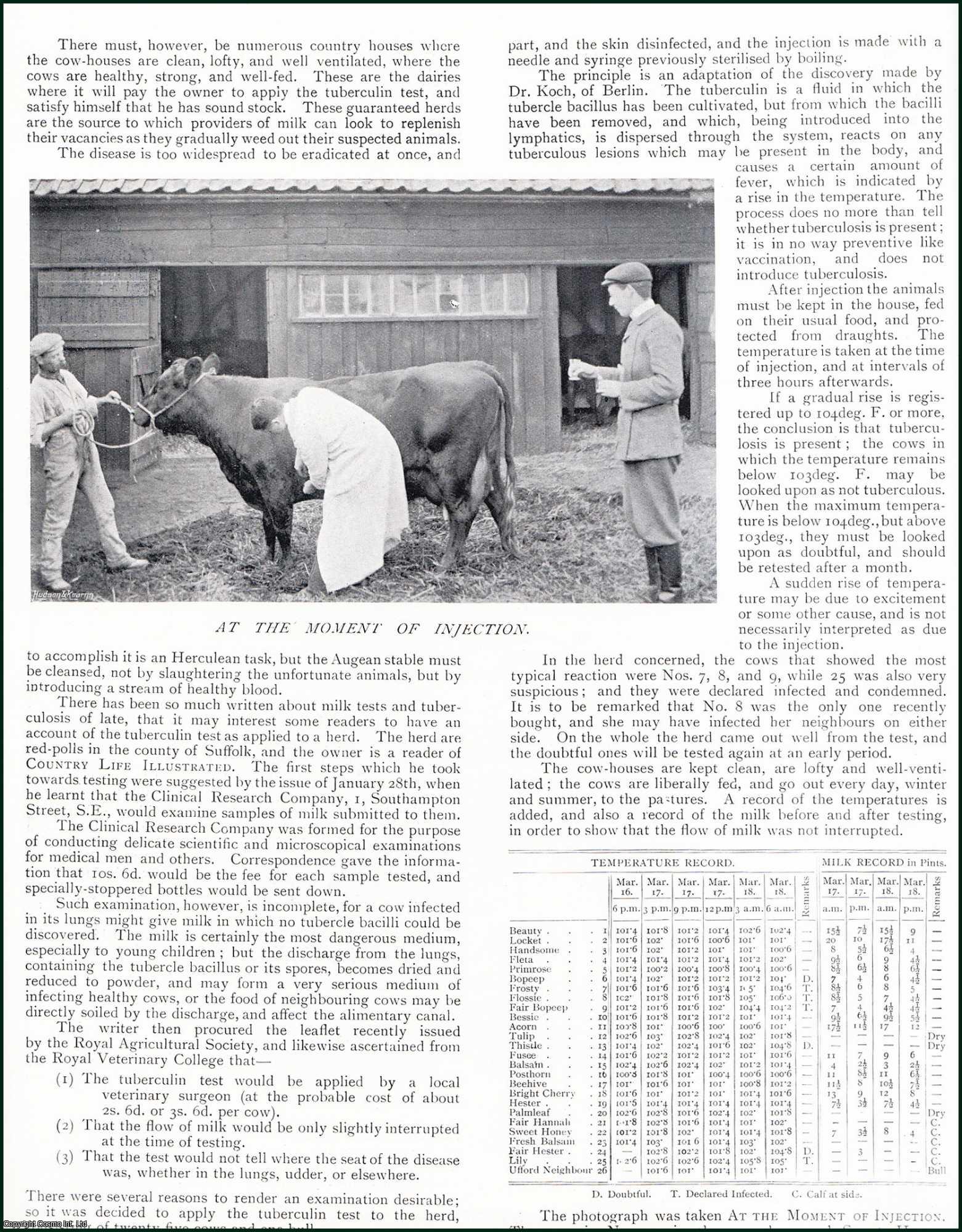 J.B. Chevallier - Tuberculosis Tests in Cows. One picture and accompanying text, removed from an original issue of Country Life Magazine, 1899.