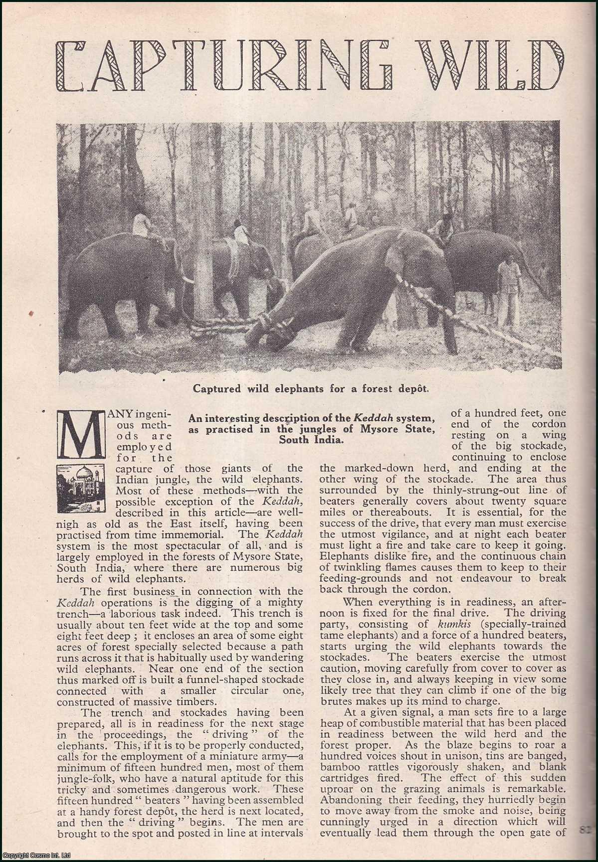 G. Nanja Nath, of Delhi, India. - Capturing Wild Elephants in the Jungles of Mysore State, South India. An uncommon original article from the Wide World Magazine, 1946.