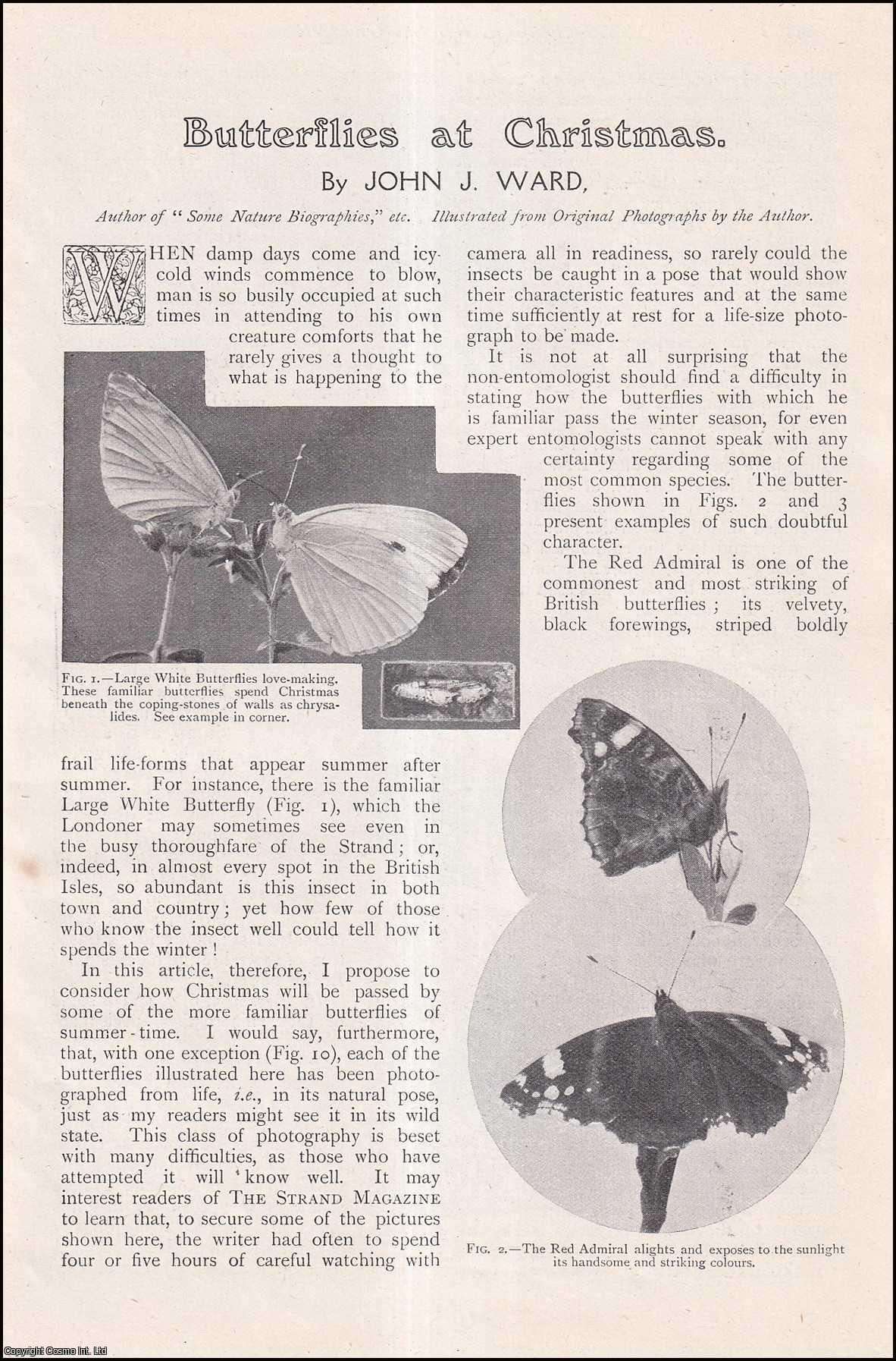 John J. Ward, Author of Some Nature Biographies, etc. - Butterflies at Christmas. An uncommon original article from The Strand Magazine, 1908.