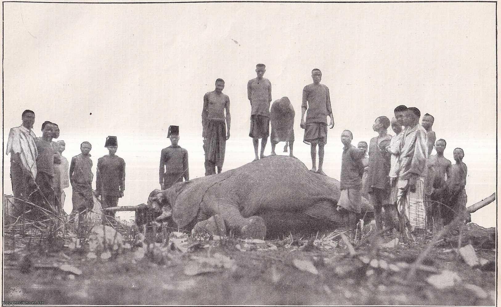 Mary Bridson - How I Shot my First Elephant in the Central African Bush. An uncommon original article from the Wide World Magazine, 1910.