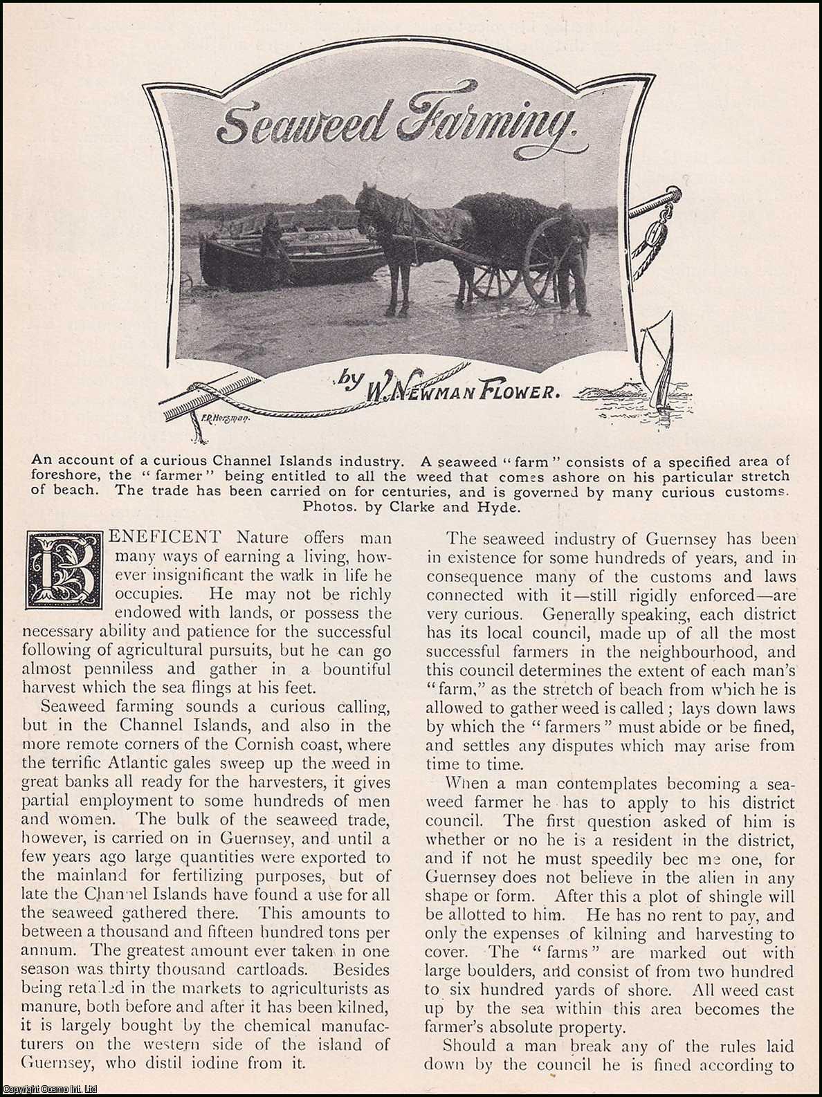 W. Newman Flower - Seaweed Farming, Channel Islands. An uncommon original article from the Wide World Magazine, 1904.
