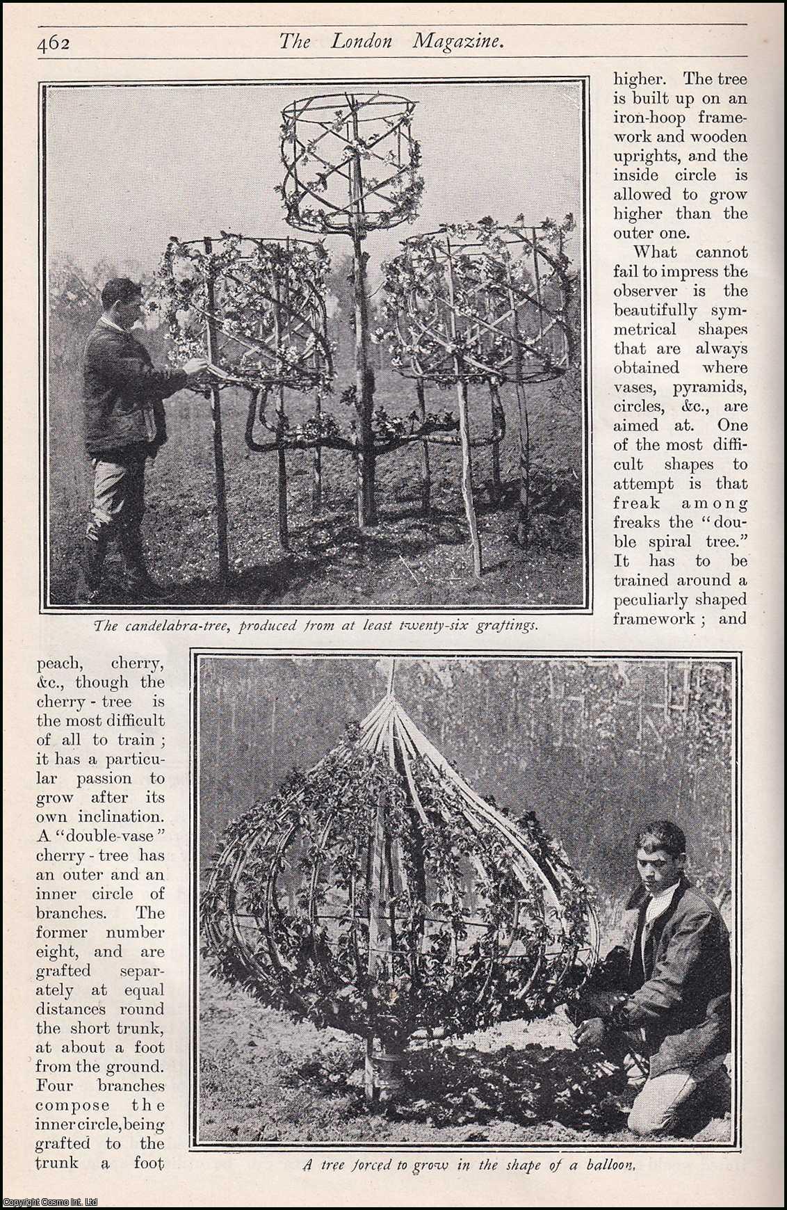 Howard C. Lessing - Topiary. A Freak-Tree Farm, Paris. An uncommon original article from the Harmsworth London Magazine, 1905.