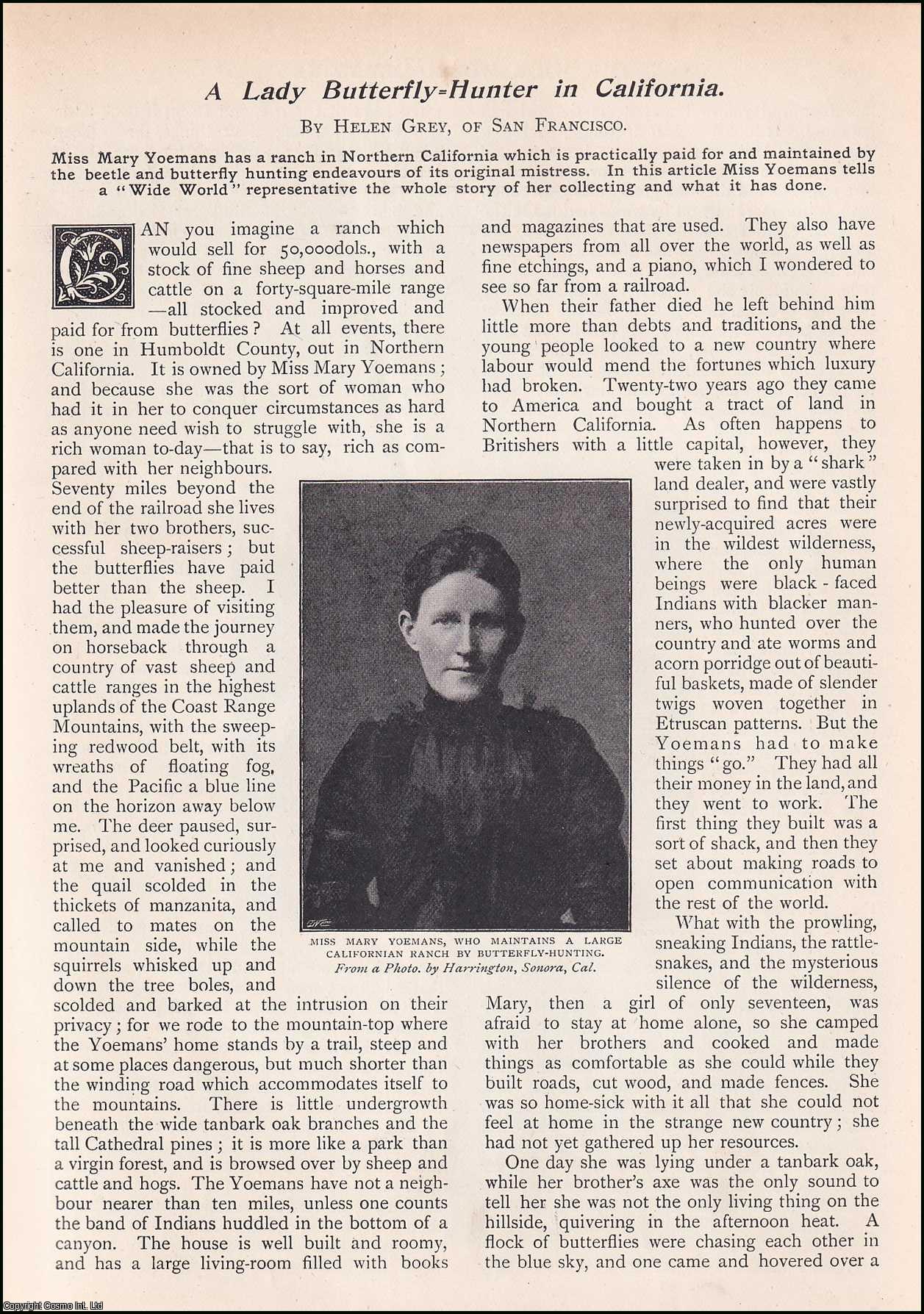 Helen Grey, of San Francisco. - A Lady Butterfly-Hunter in California. Miss Mary Yoeman's beetle & butterfly supplying enterprise at her ranch in Humboldt County, California. An uncommon original article from the Wide World Magazine 1901.
