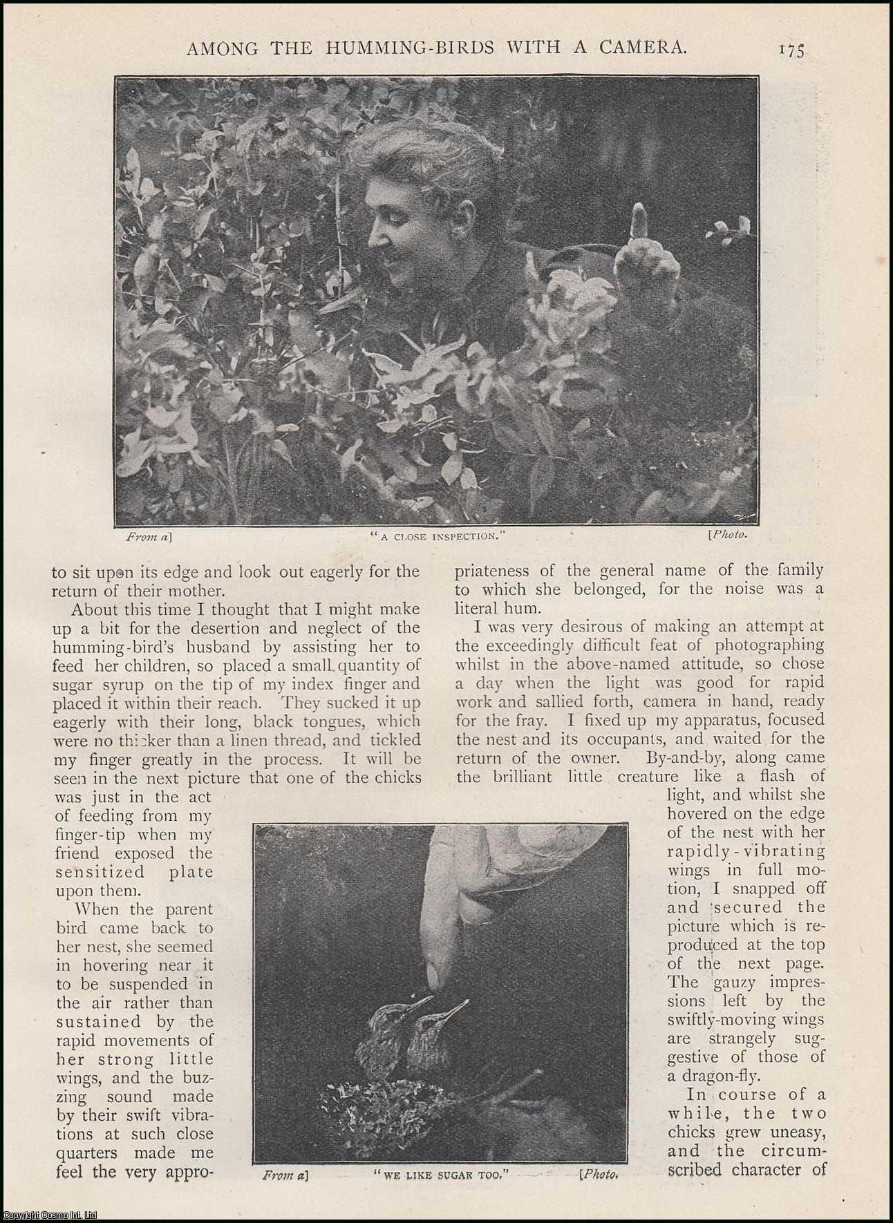 Elizabeth Grinnell - Among the Humming-Birds with a Camera in the Island of Dominica. An uncommon original article from the Wide World Magazine 1898.