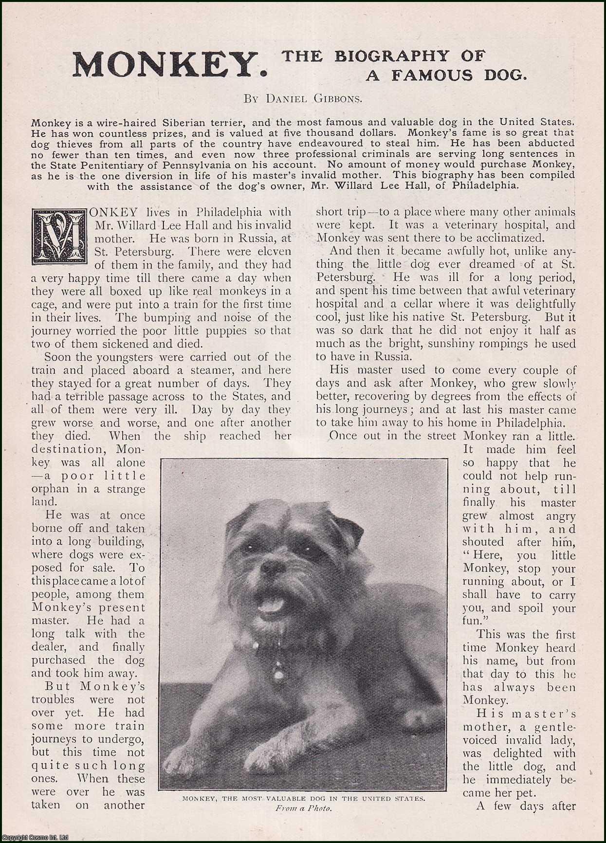 Daniel Gibbons - Monkey, the Siberian terrier : the Biography of a Famous Dog in the United States, who has won countless prizes, and is valued at five thousand dollars. An uncommon original article from the Wide World Magazine, 1903.