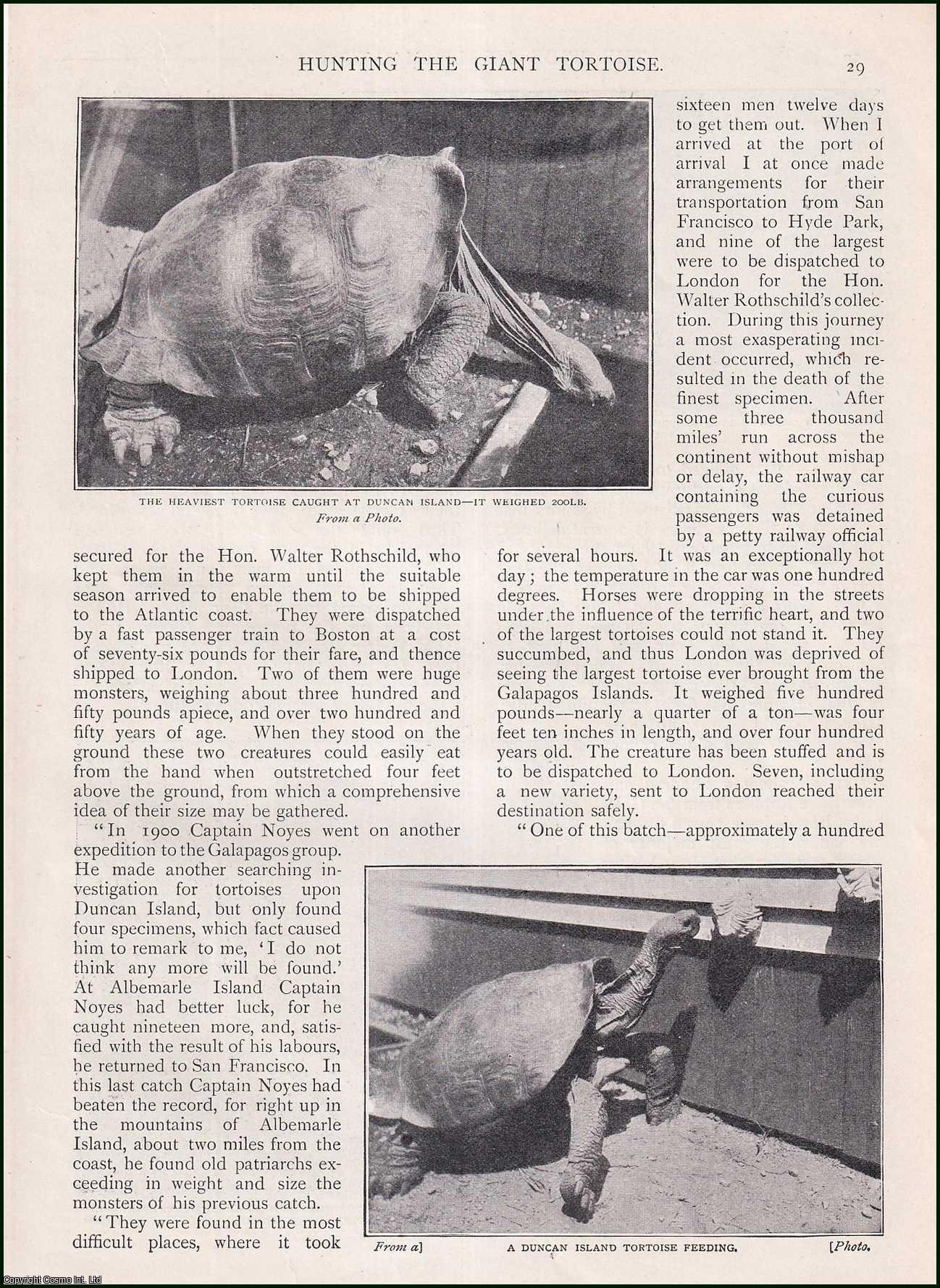 Frederic Hamilton - Hunting the Giant Tortoise. An account of the Galapagos islands Expedition, dispatched by the Hon. Walter Rothschild. An uncommon original article from the Wide World Magazine, 1903.