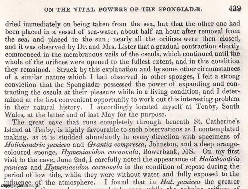 J.S. Bowerbank, F.R.S., F.G.S., &c. - The Vital Powers of the Spongiadae : Inhalation & Exhalation ; Adhesion of Species ; Disease & Death ; Nutrition & more. An uncommon original article from the British Association for the Advancement of Science Report, 1856.