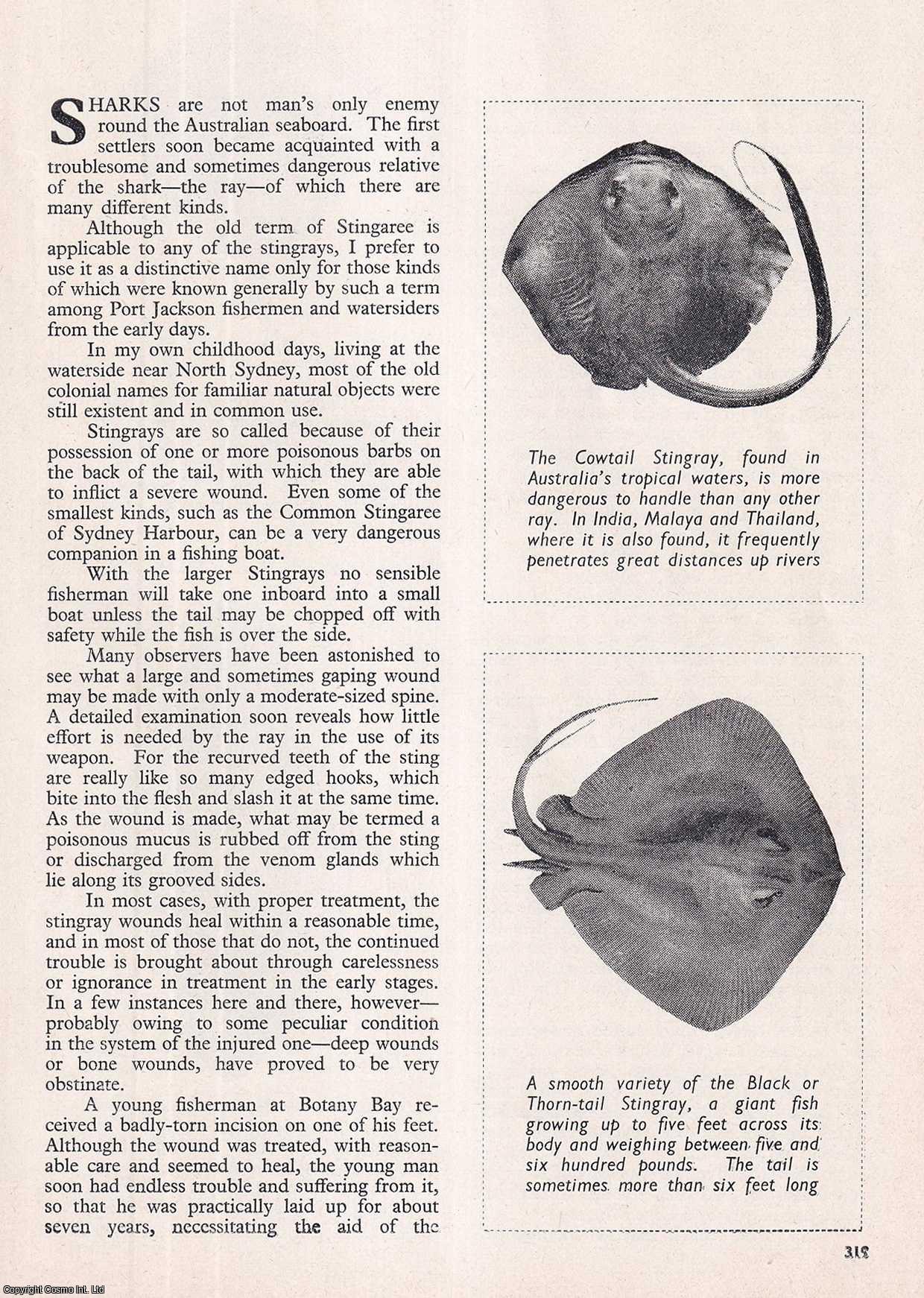 STINGRAY FISH - Stingaree or Stingray. By David G. Stead. An uncommon original article from the Wide World Magazine, 1964.
