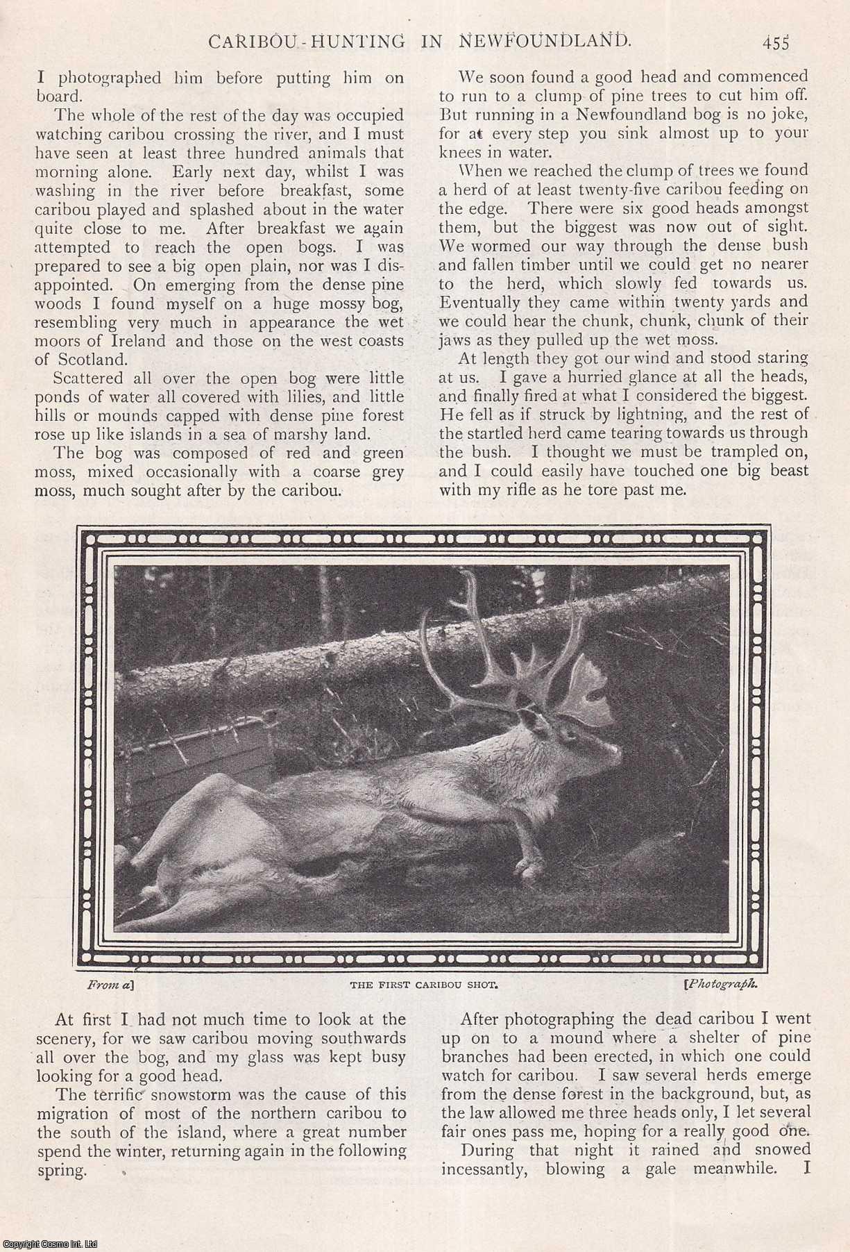 CANADIAN HUNTING - Caribou-Hunting in Newfoundland. By C.V.A. Peel. An uncommon original article from the Wide World Magazine, 1908.