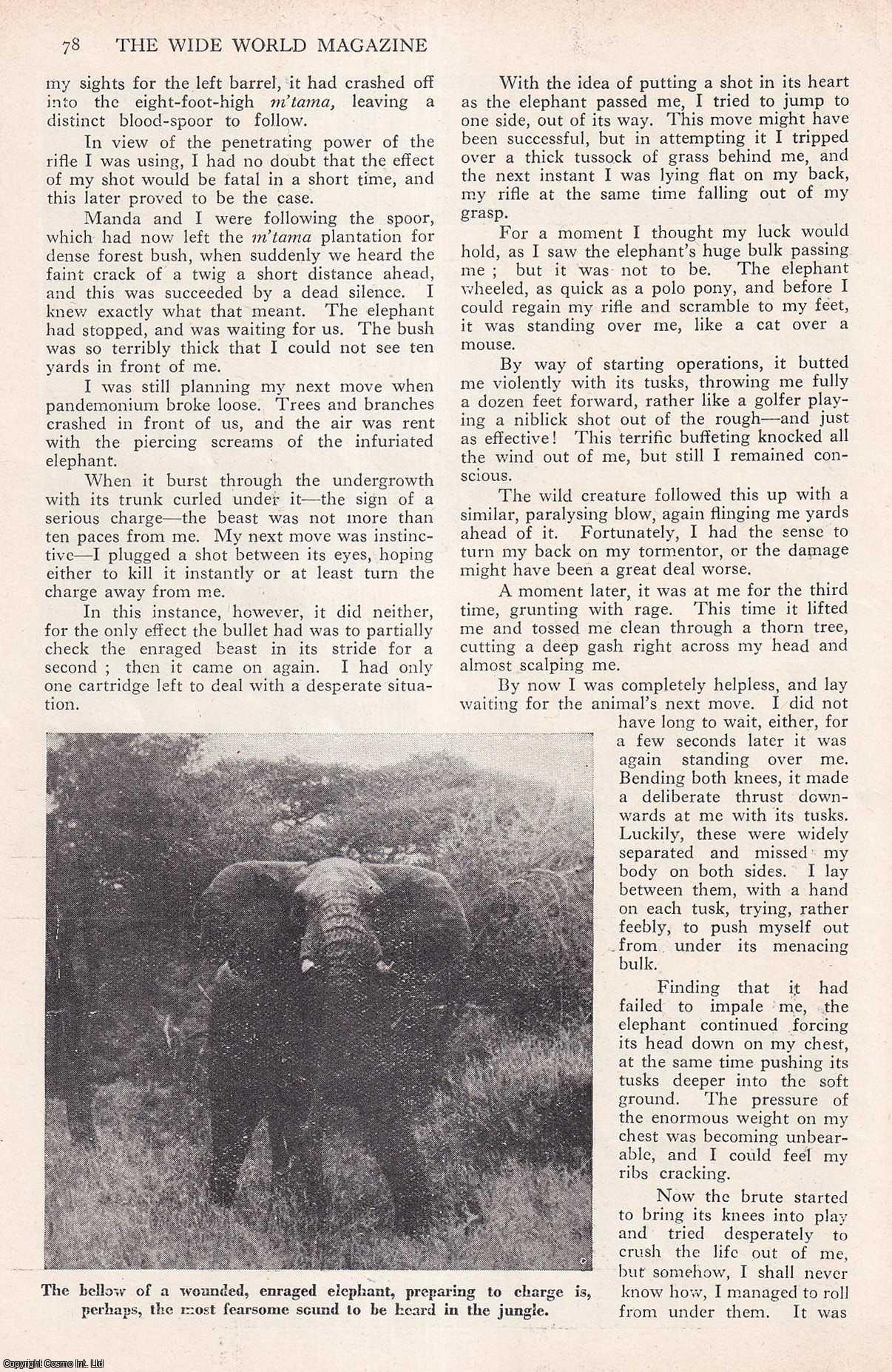 ELEPHANT HUNTING - An Elephant should have killed me : hunting a killer elephant in Africa. By T. Murray Smith, M.C. An uncommon original article from the Wide World Magazine, 1960.