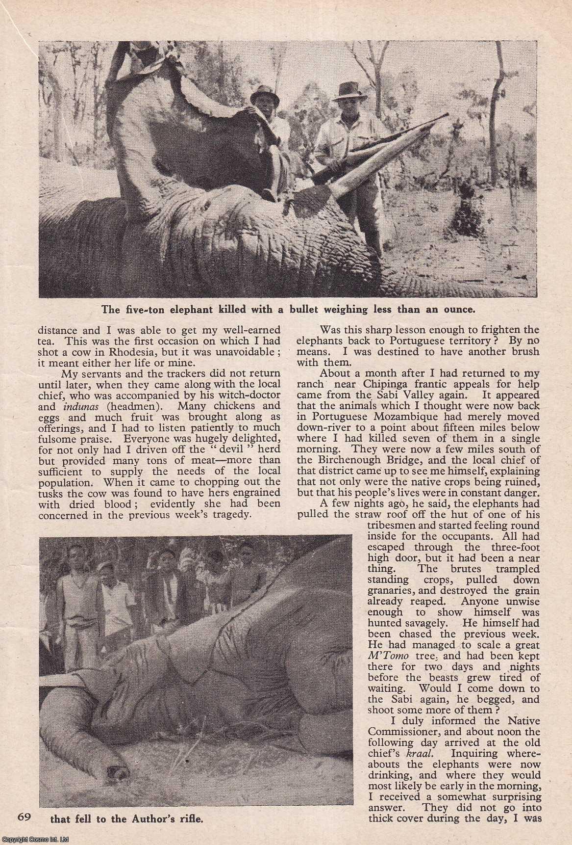 ELEPHANT HUNTING - The Rogue Herd of the Sabi Valley : a Southern Rhodesian elephant herd. By Captain B.B. Celliers, of Chipinga, S. Rhodesia. An uncommon original article from the Wide World Magazine, 1948.