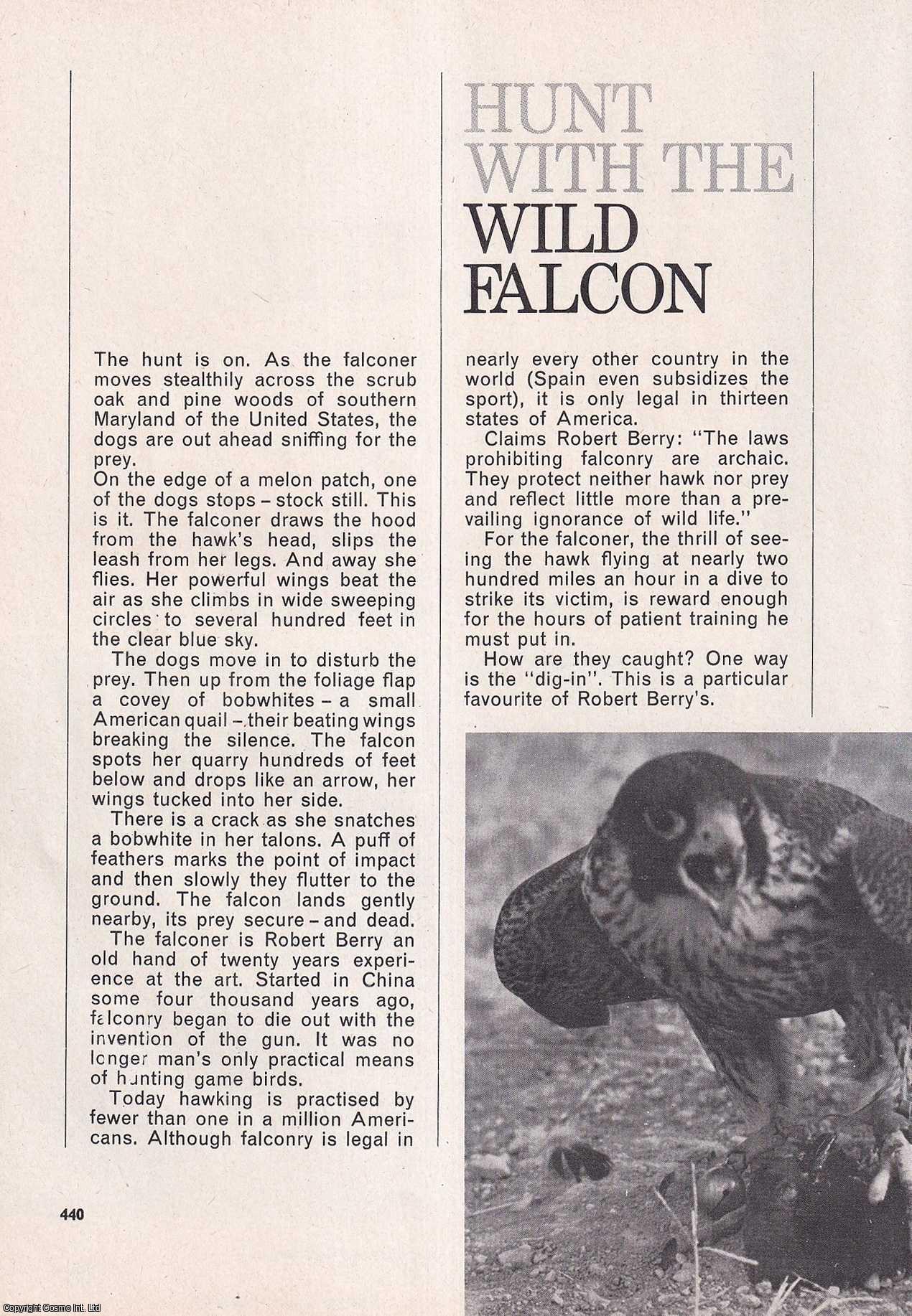 FALCONRY - Hunt with the Wild Falcon, Southern Maryland of The United States. An uncommon original article from the Wide World Magazine, 1965.