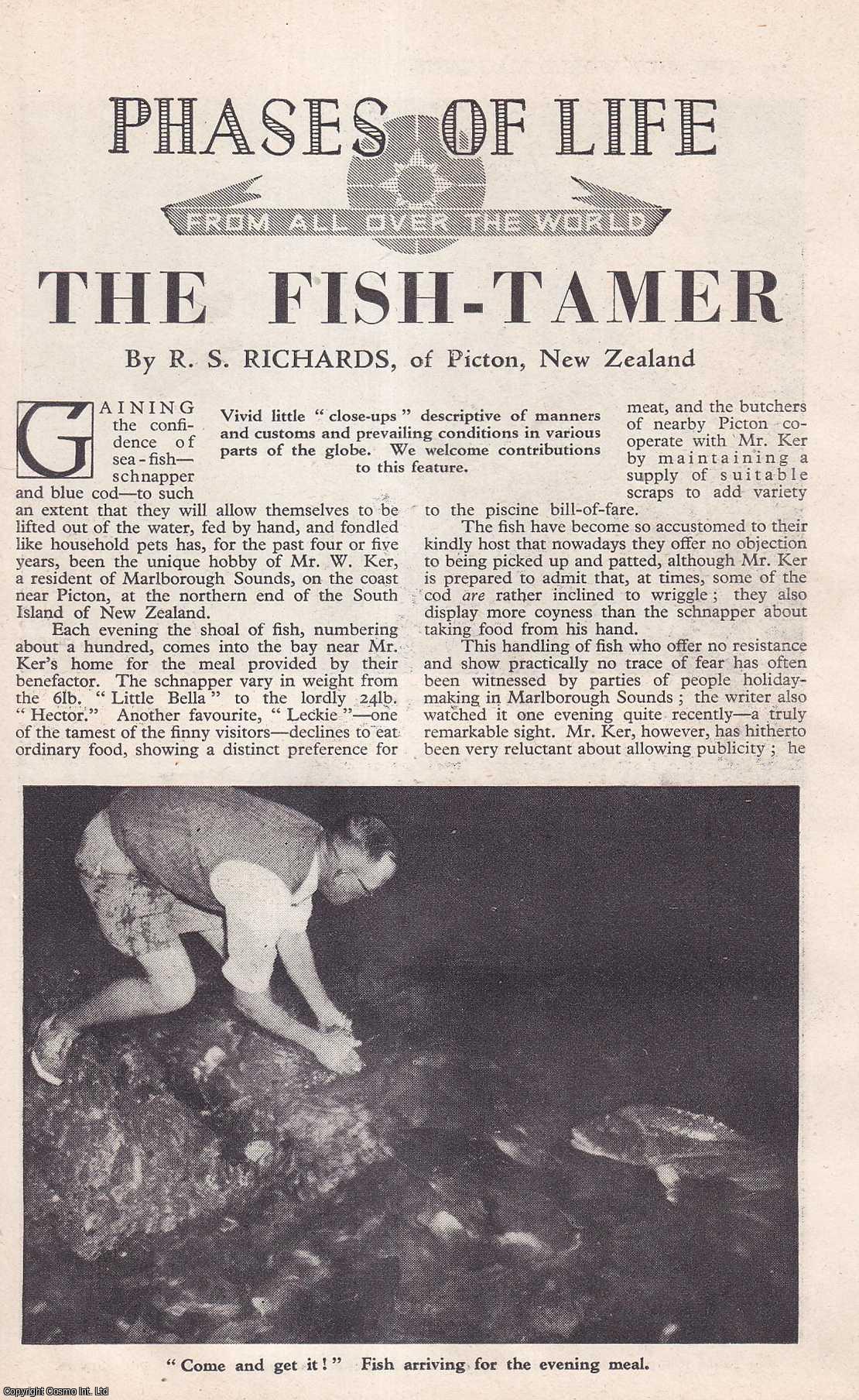 TAMING FISH - The Fish-Tamer : Mr. W. Ker, a resident of Marlborough Sounds, on the Coast near Picton, at the Northern end of the South Island of New Zealand. By R.S. Richards. An uncommon original article from the Wide World Magazine, 1952.