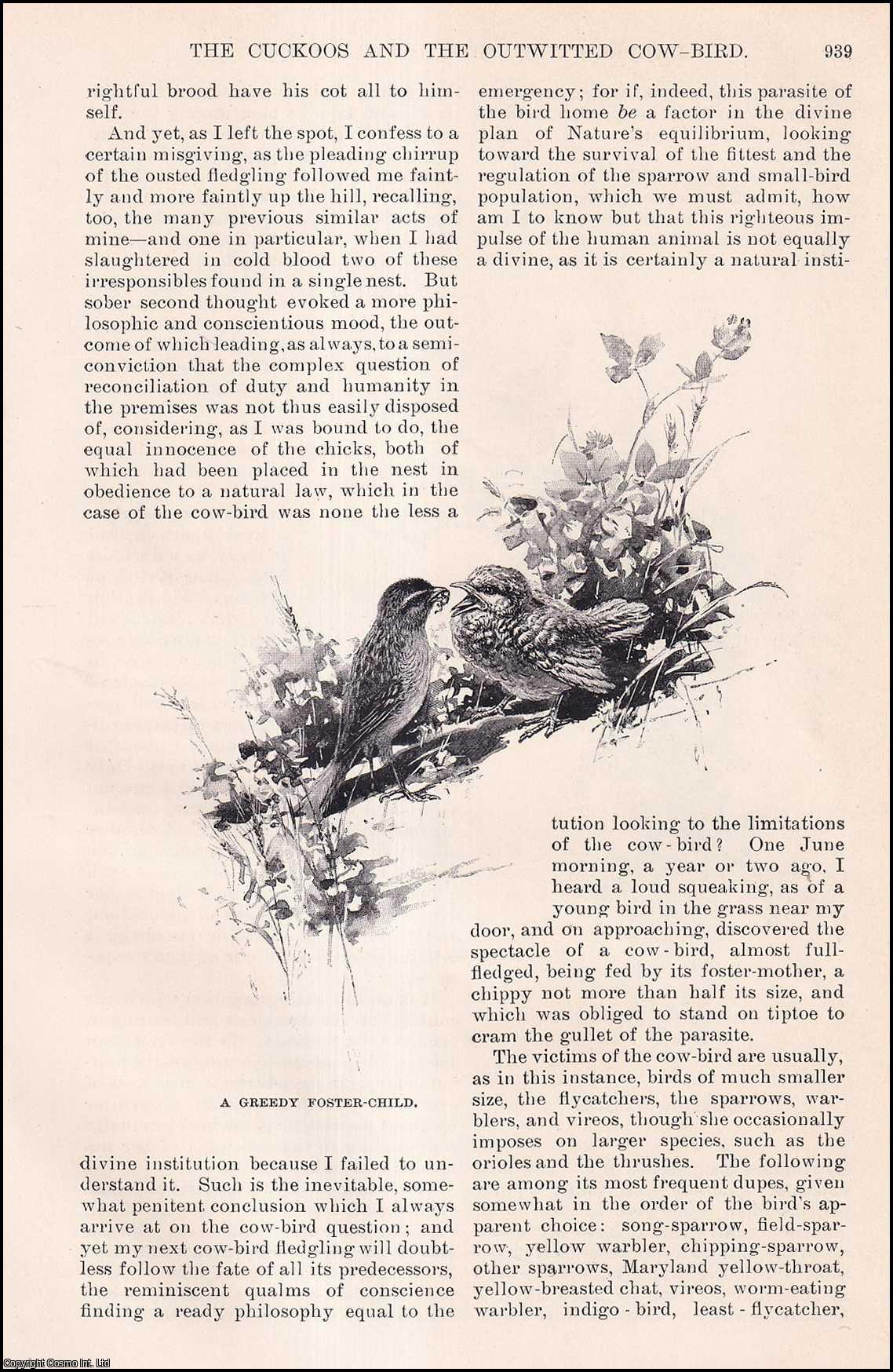 CUCKOOS AND COWBIRDS - The Cuckoos & the Outwitted Cow-Bird. By William Hamilton Gibson. An original article from the Harper's Monthly Magazine, 1896.