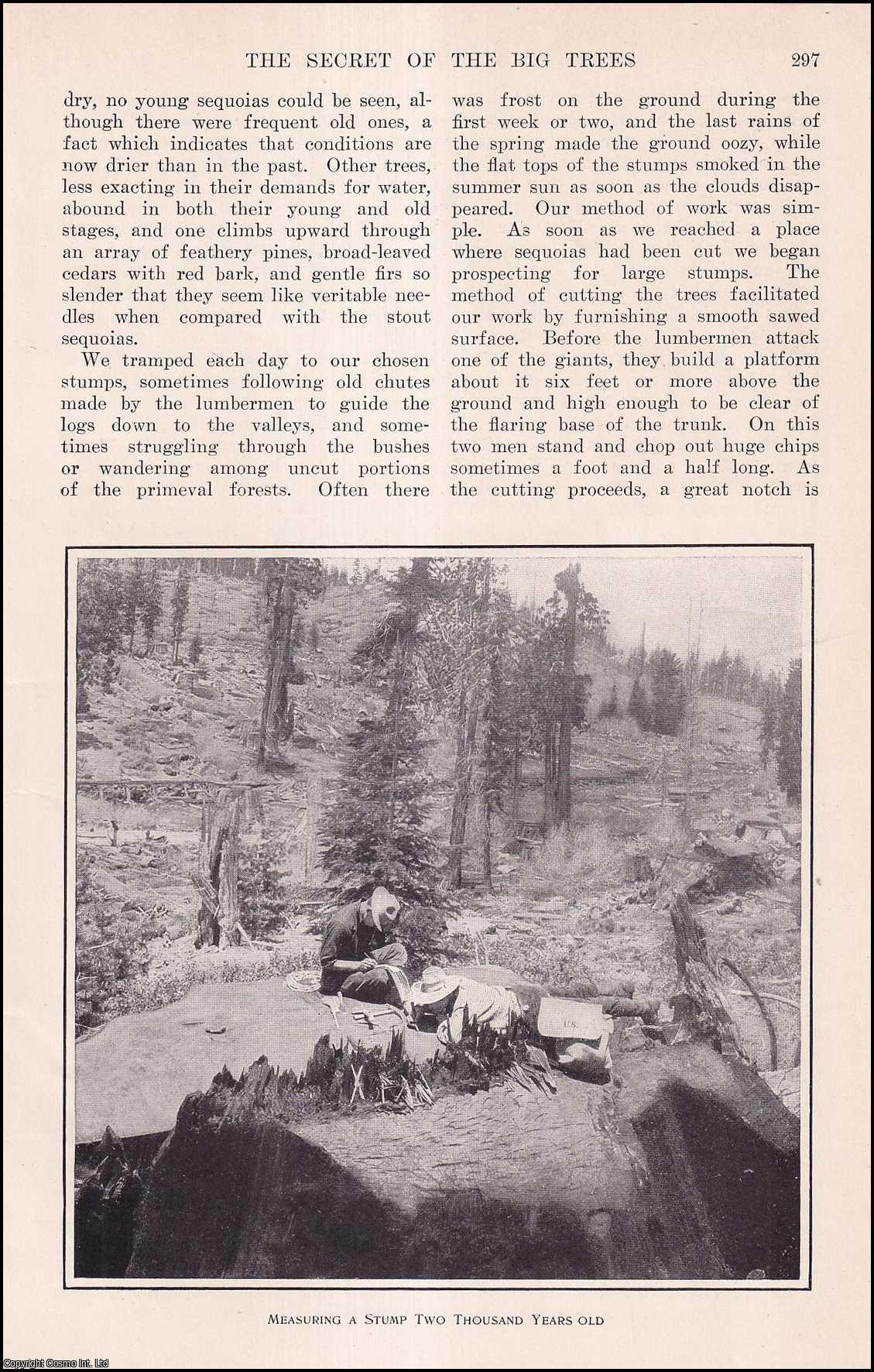 BIG TREES IN CALIFORNIA - The Secret of the Big Trees in California. By Ellsworth Huntington, Ph.D., F.R.G.S. An original article from the Harper's Monthly Magazine, 1911.