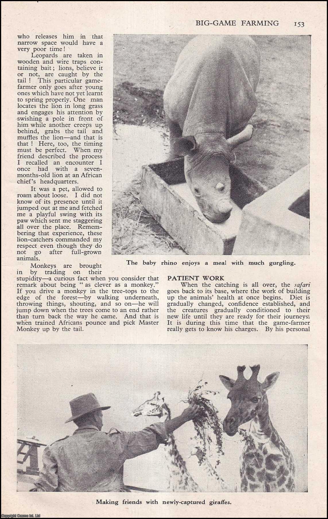 GAME FARMING, EAST AFRICA - Big-Game Farming, East Africa. Owners who supply live wild animals to zoos all over the world. An uncommon original article from the Wide World Magazine, 1952.