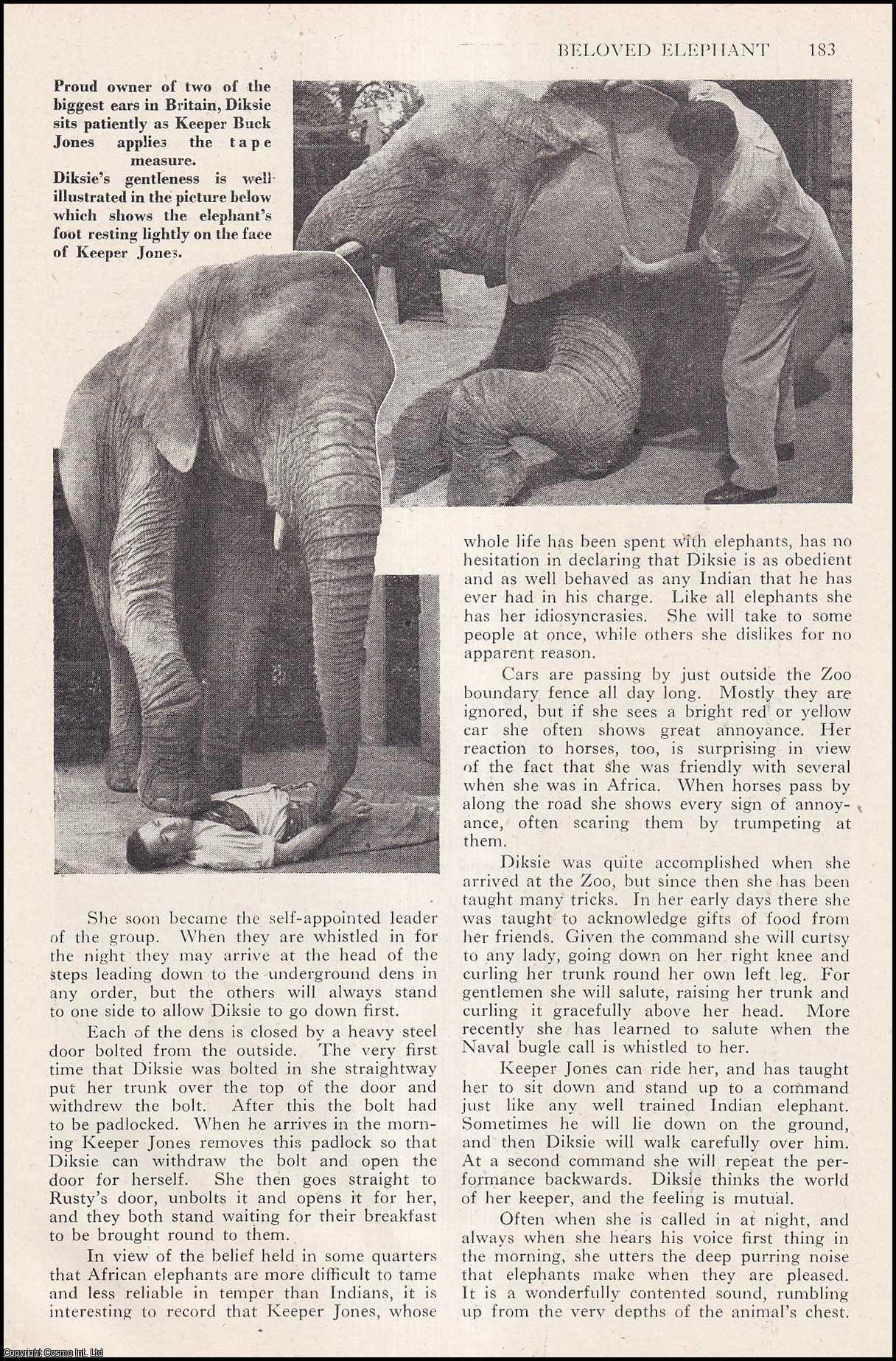 PET ELEPHANT - Beloved Elephant : A friendship between a man & an elephant & what happened after they were parted. By H.B. Sharpe. An uncommon original article from the Wide World Magazine, 1956.