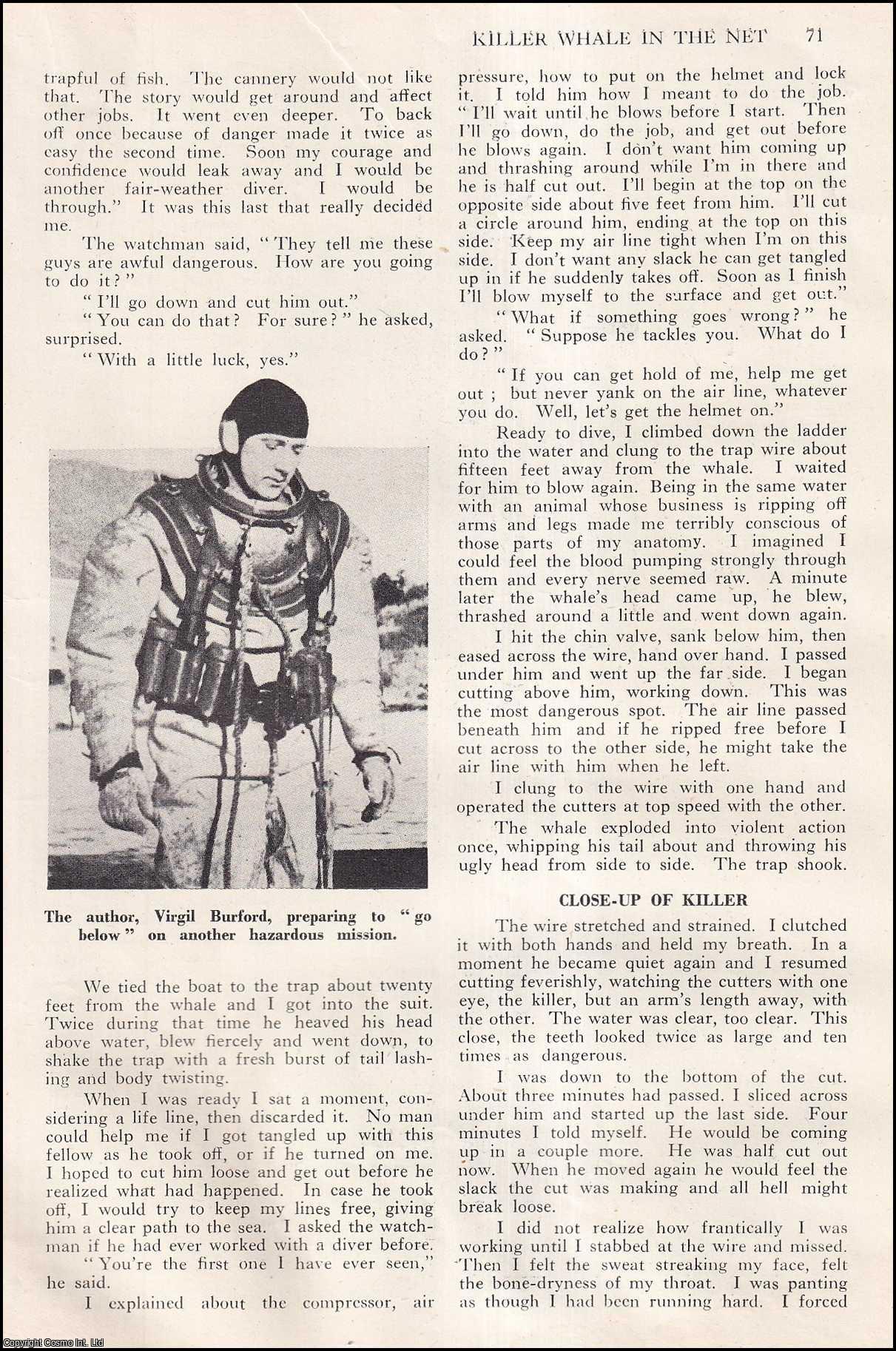 DIVING, SITKA, ALASKA - Killer Whale in the Net. By Virgil Burford. An uncommon original article from the Wide World Magazine, 1956.