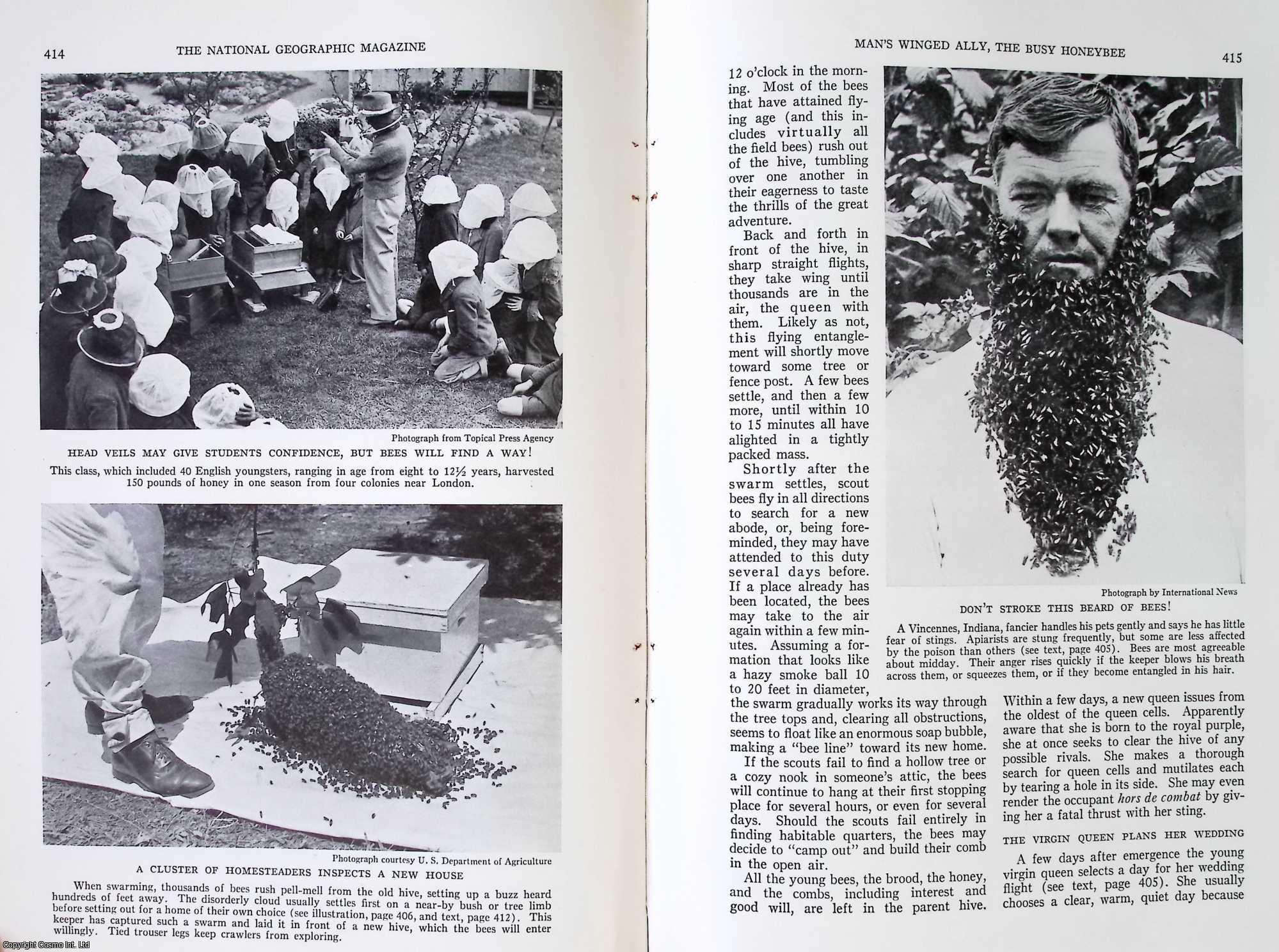 HONEYBEE - Man's Winged Ally, The Busy Honeybee : Modern Research Adds a New Chapter to Usefulness of the Insect which has Symbolized Industry since Early Bible Times. By James I. Hambleton. An original article from the National Geographic Magazine, 1935.