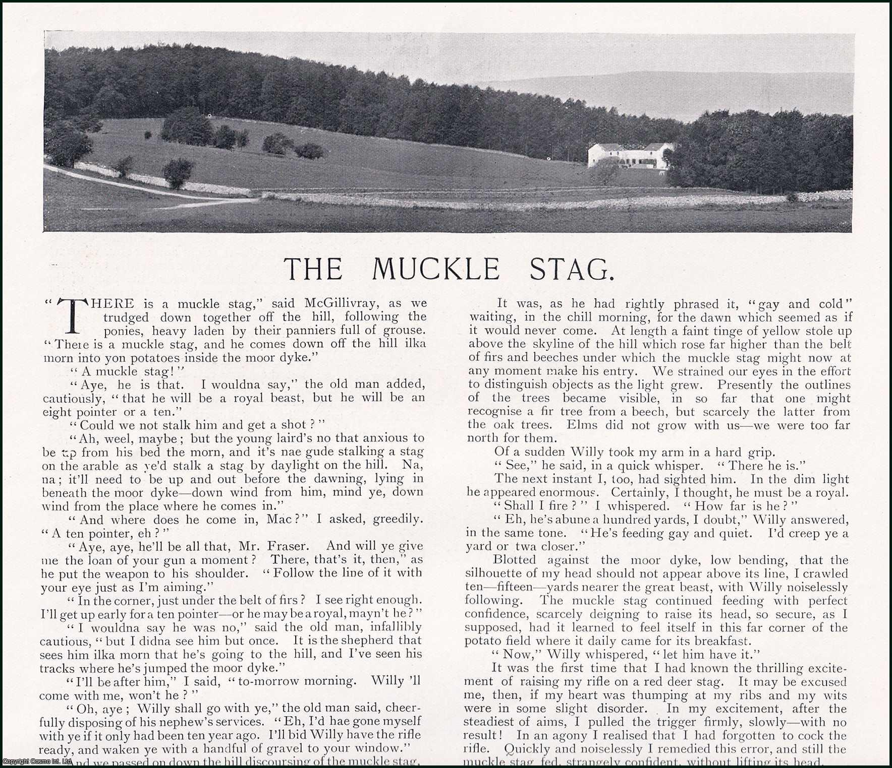 Country Life Magazine - The Muckle Stag. Several pictures and accompanying text, removed from an original issue of Country Life Magazine, 1897.