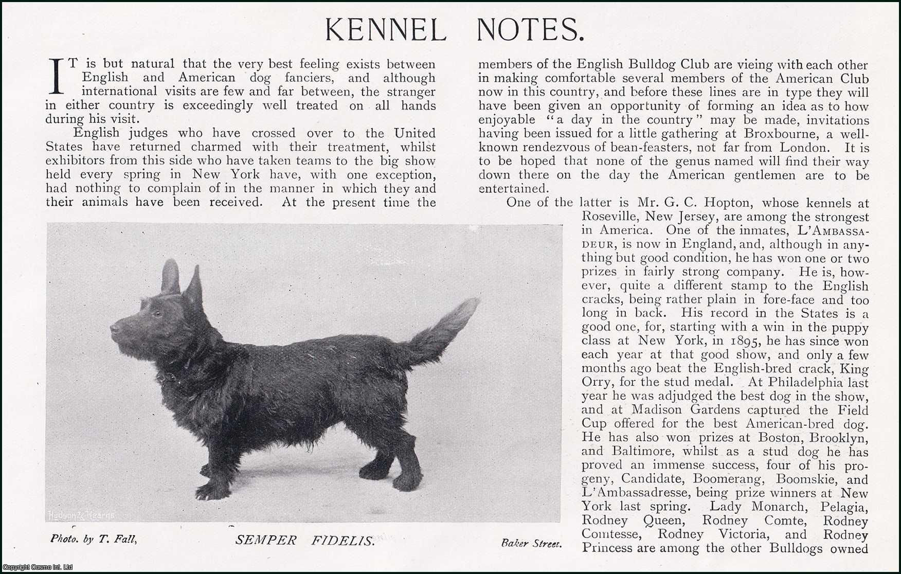 Country Life Magazine - Kennel Notes from Both English and American Dog Fanciers. Several pictures and accompanying text, removed from an original issue of Country Life Magazine, 1897.