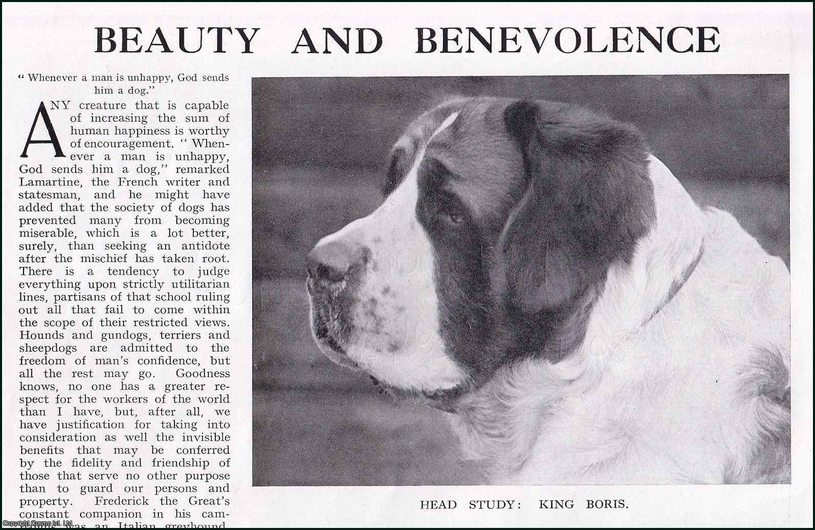 A. Croxton Smith - Beauty and Benevolence: Great St. Bernard Dogs. Several pictures and accompanying text, removed from an original issue of Country Life Magazine, 1926.