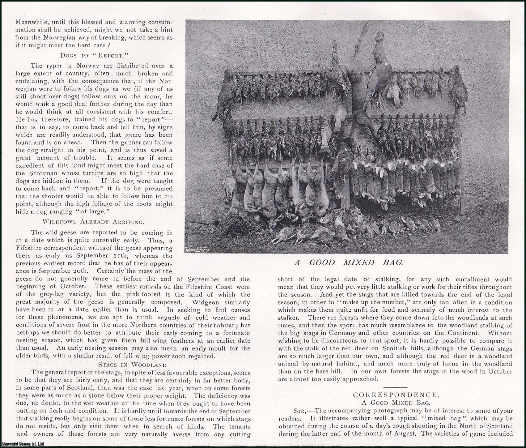 Country Life Magazine - Shooting Vermin on Grouse Moors. Several pictures and accompanying text, removed from an original issue of Country Life Magazine, 1906.