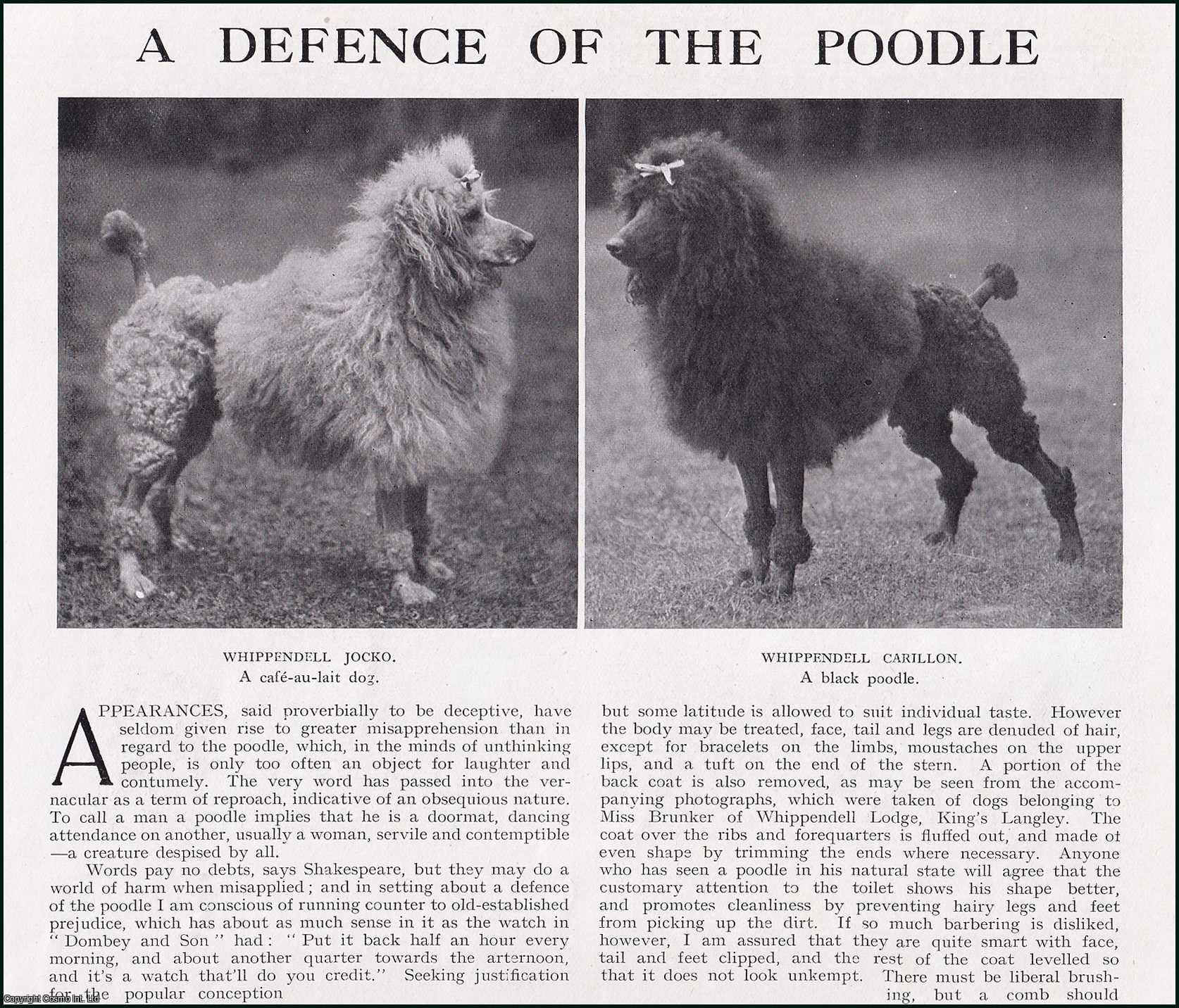 A. Croxton Smith - A Defence of The Poodle Dog. Several pictures and accompanying text, removed from an original issue of Country Life Magazine, 1925.