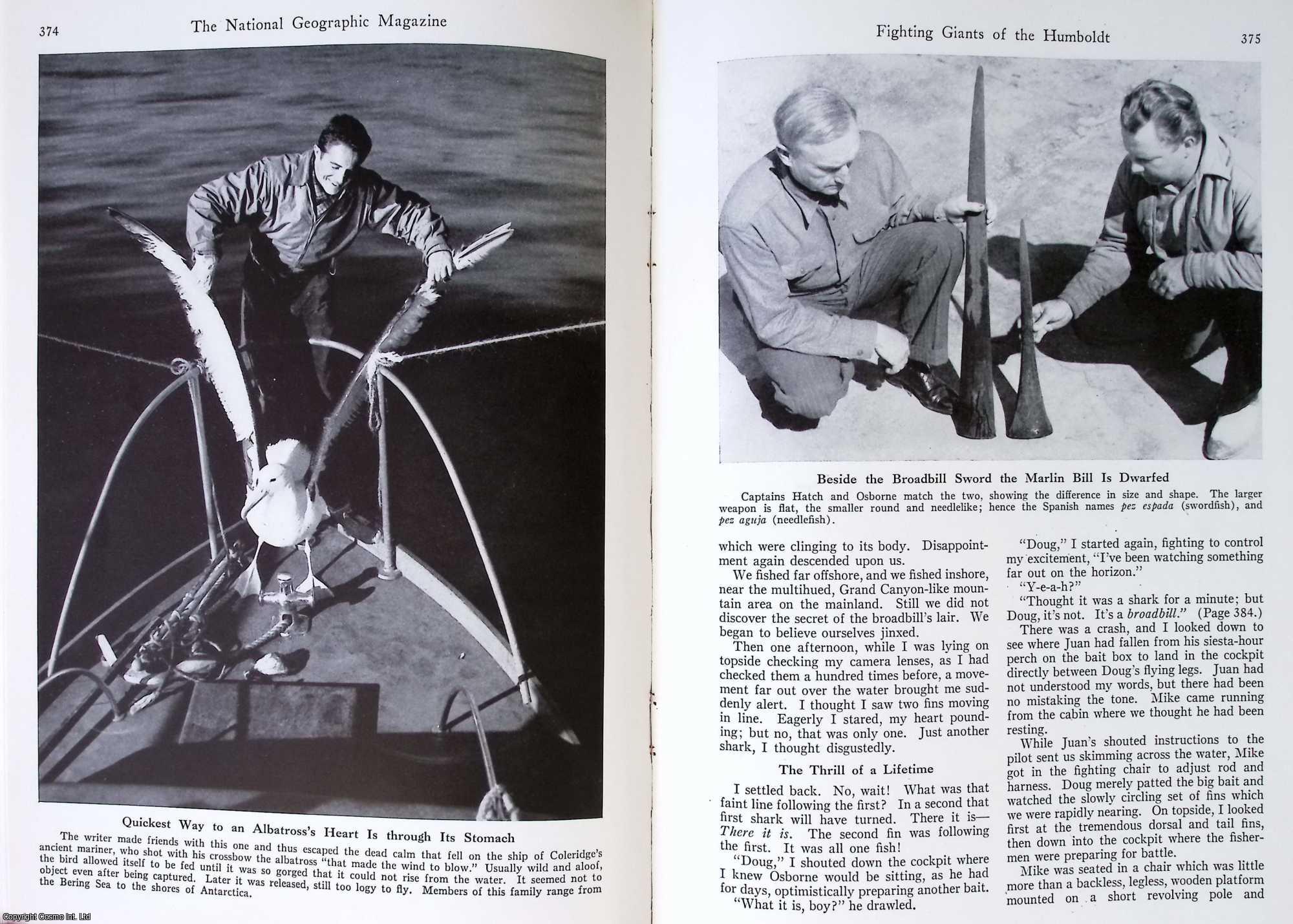 David D. Duncan - Collecting Giant Swordfish & Squid on the Wharf at Talara, Peru. An original article from The National Geographic Magazine, 1941.