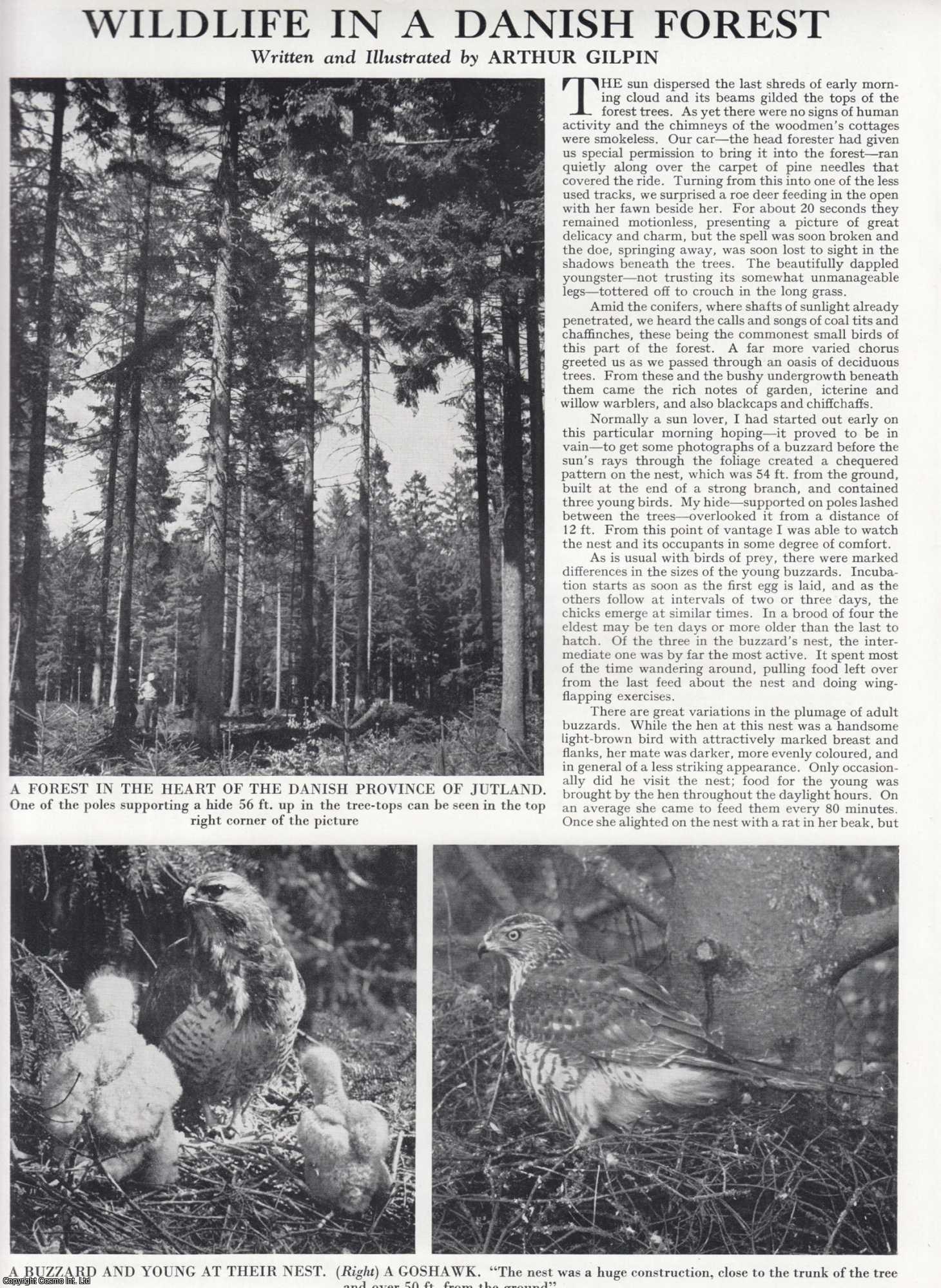 Arthur Gilpin - Danish Forest Wildlife. Several pictures and accompanying text, removed from an original issue of Country Life Magazine, 1962.