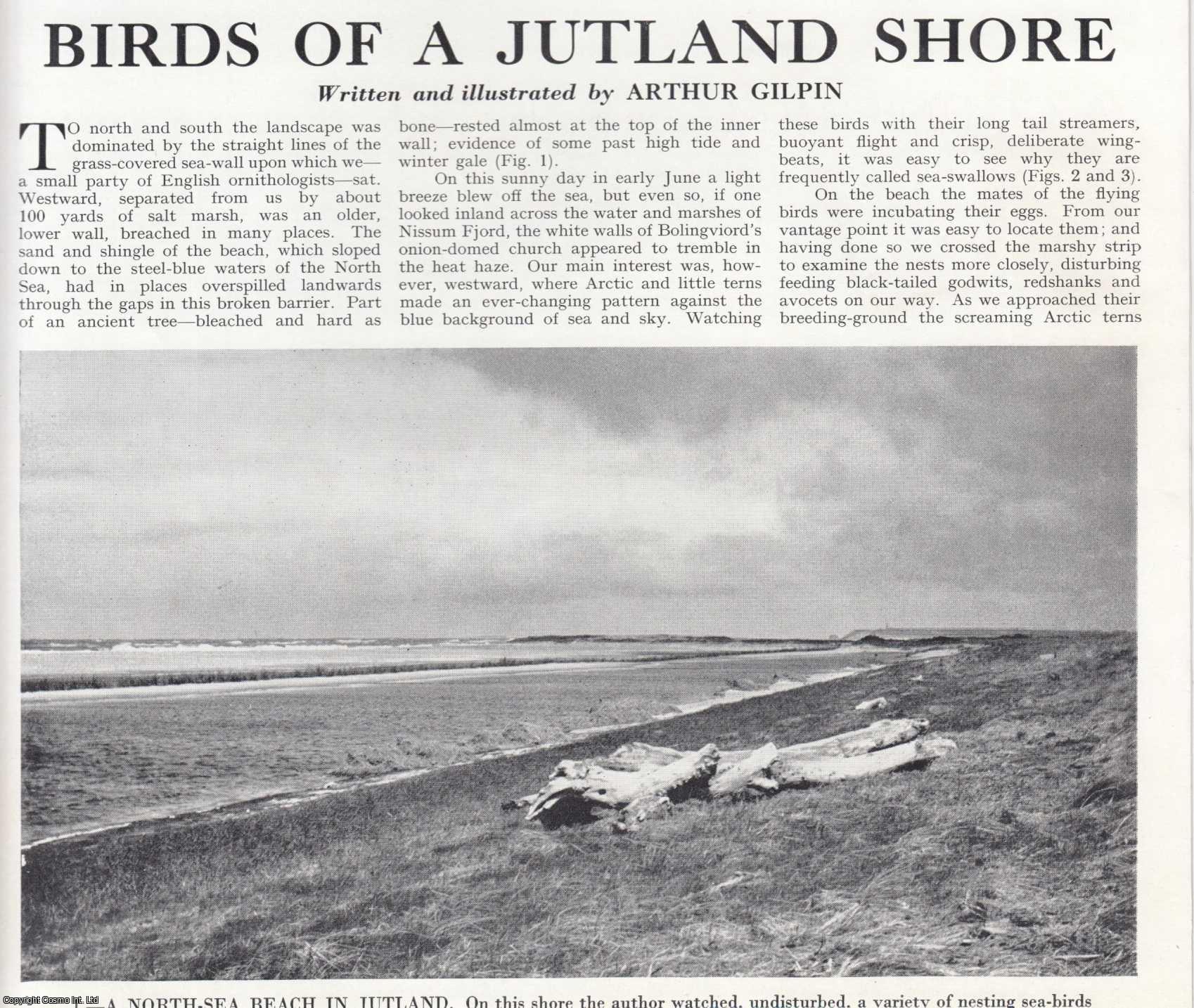 Arthur Gilpin - Birds of a Jutland Shore. Several pictures and accompanying text, removed from an original issue of Country Life Magazine, 1963.