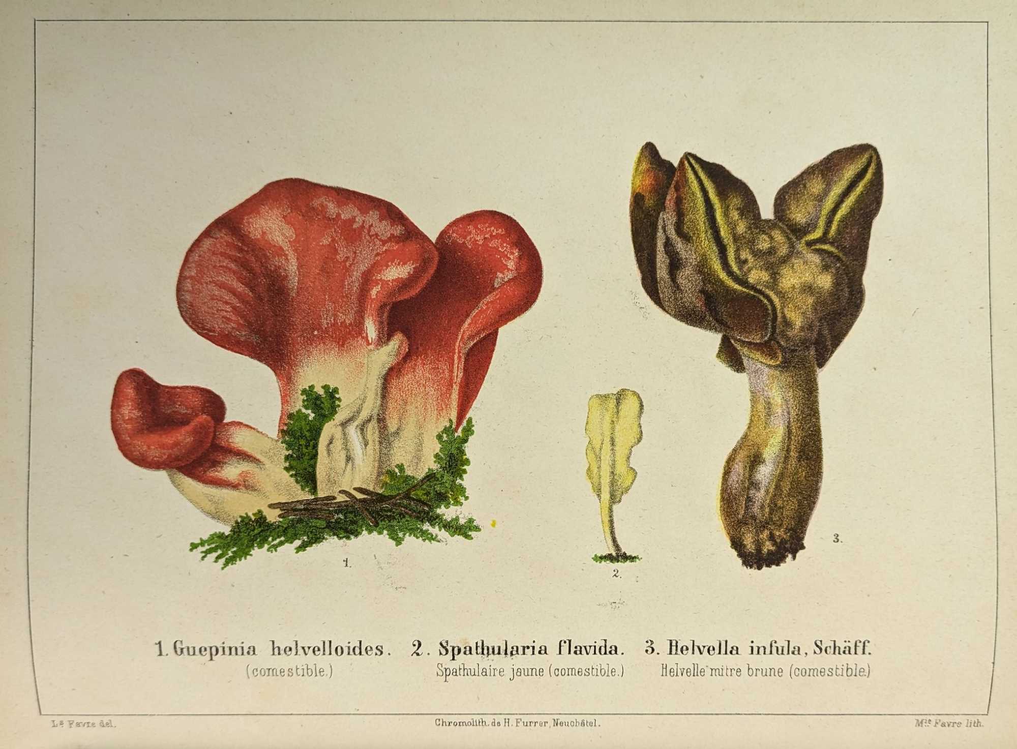 Louis Favre-Guillarmod - Les Champignons Comestibles et les especes veneneuses avec lesquelles ils pourraient etre confundus