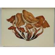 Picture 4 of 6 for LU00-0036675